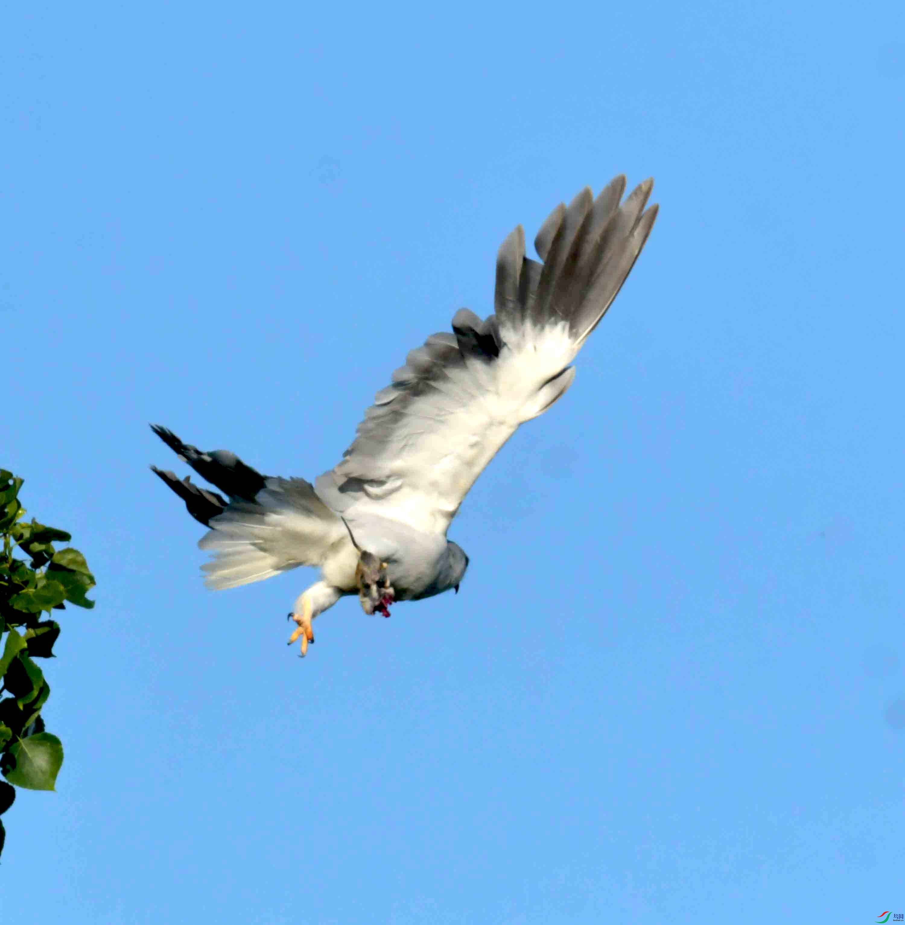 DSC_0708.JPG