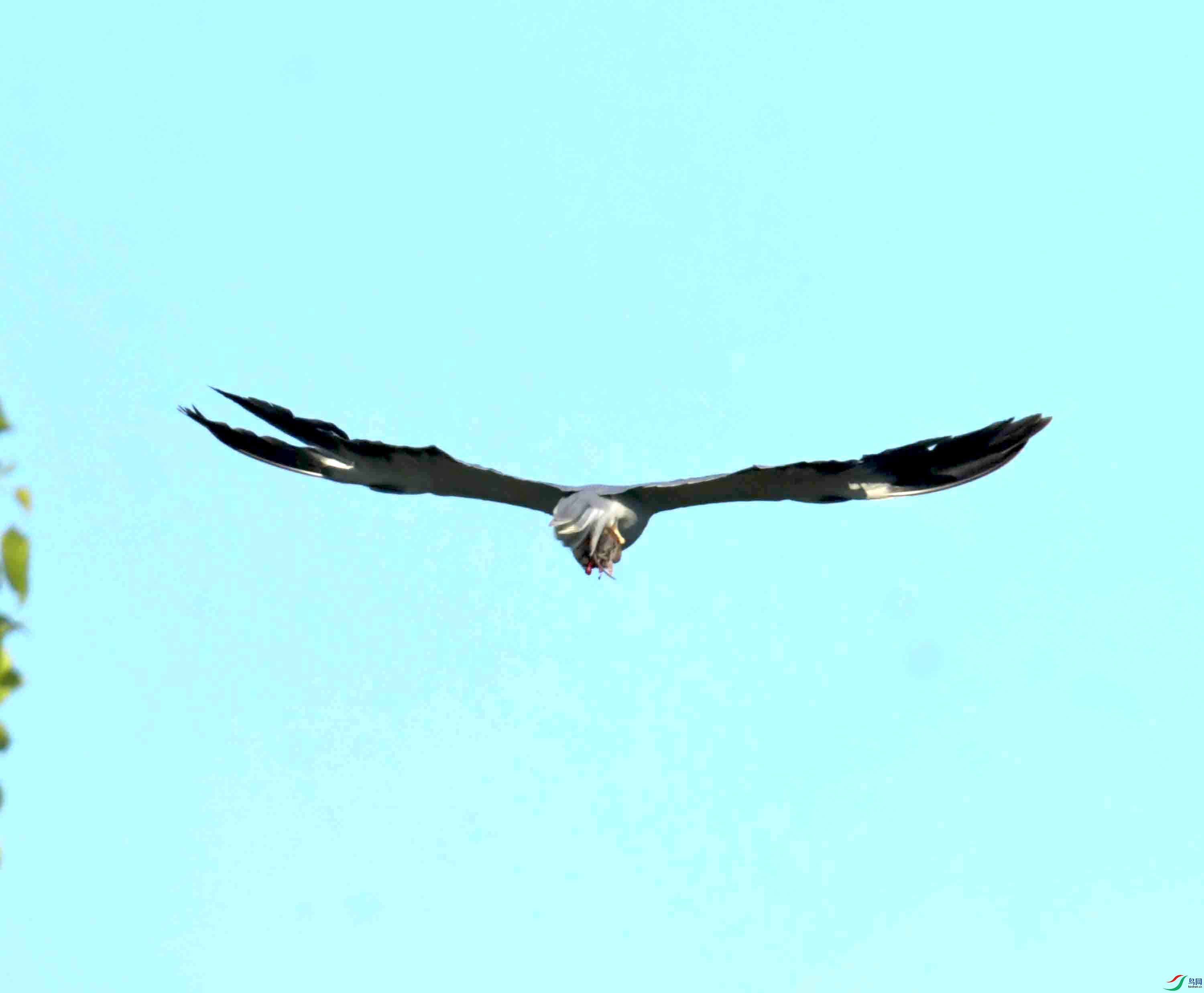DSC_0710.JPG