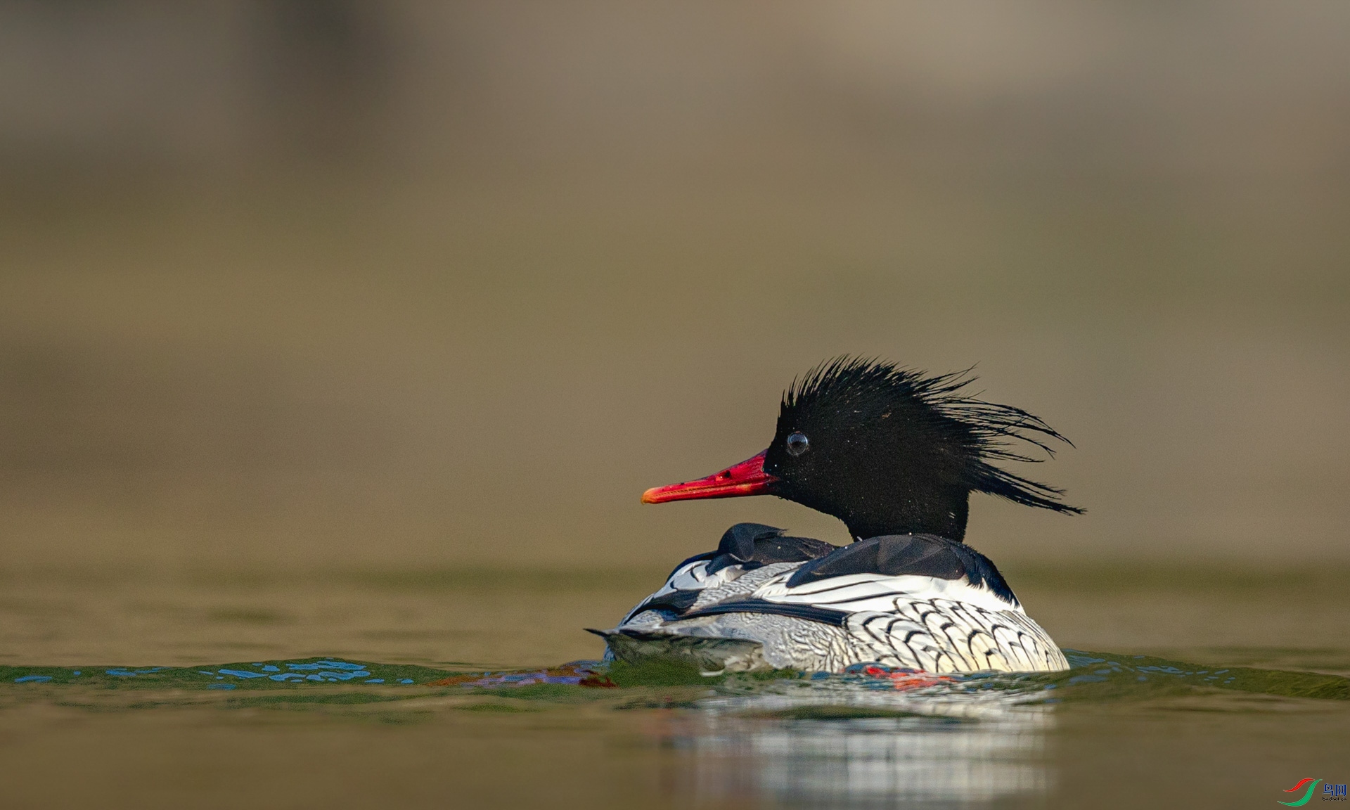 055A1318 ����.JPG