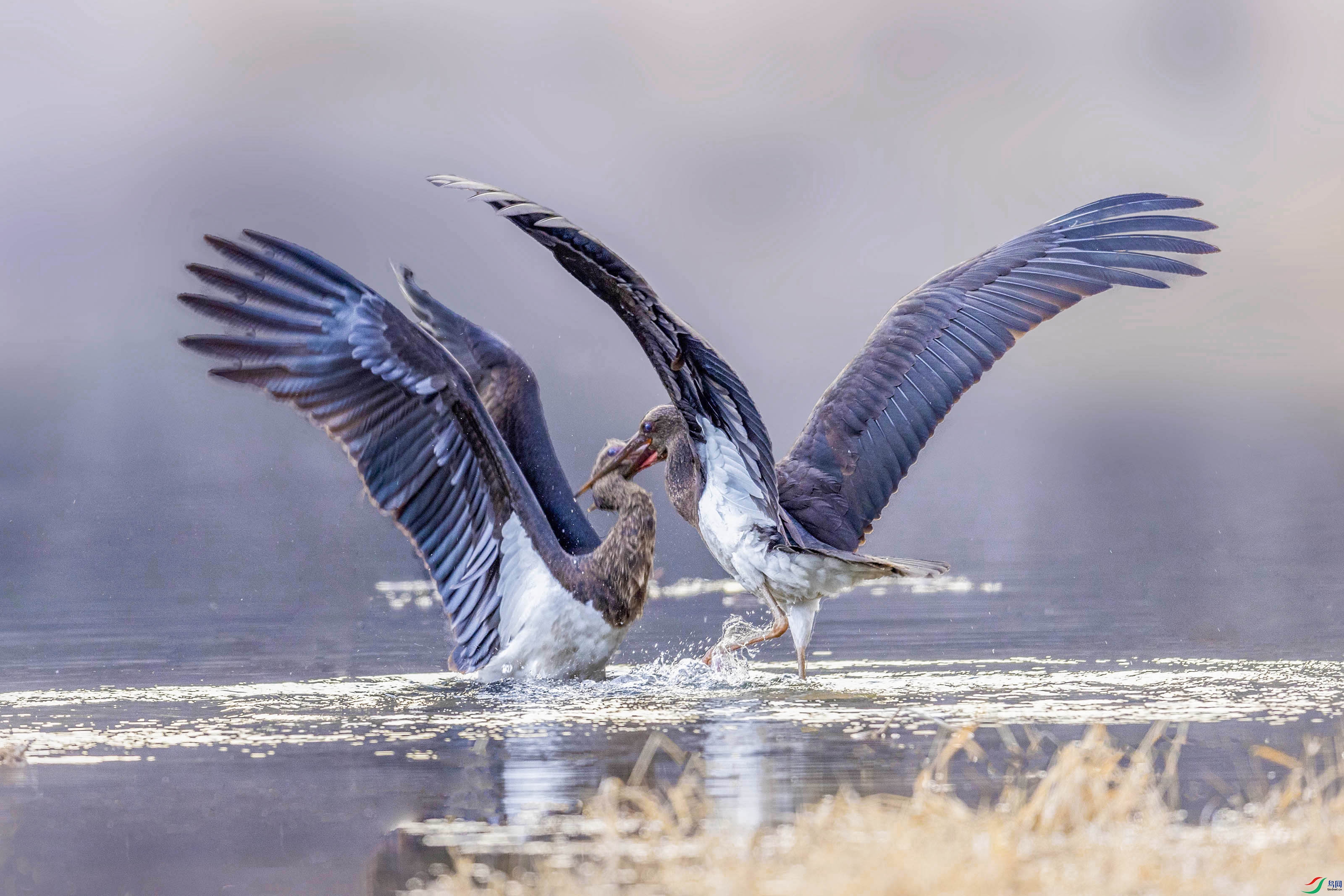 3Z0A6851 ���� 2.jpg