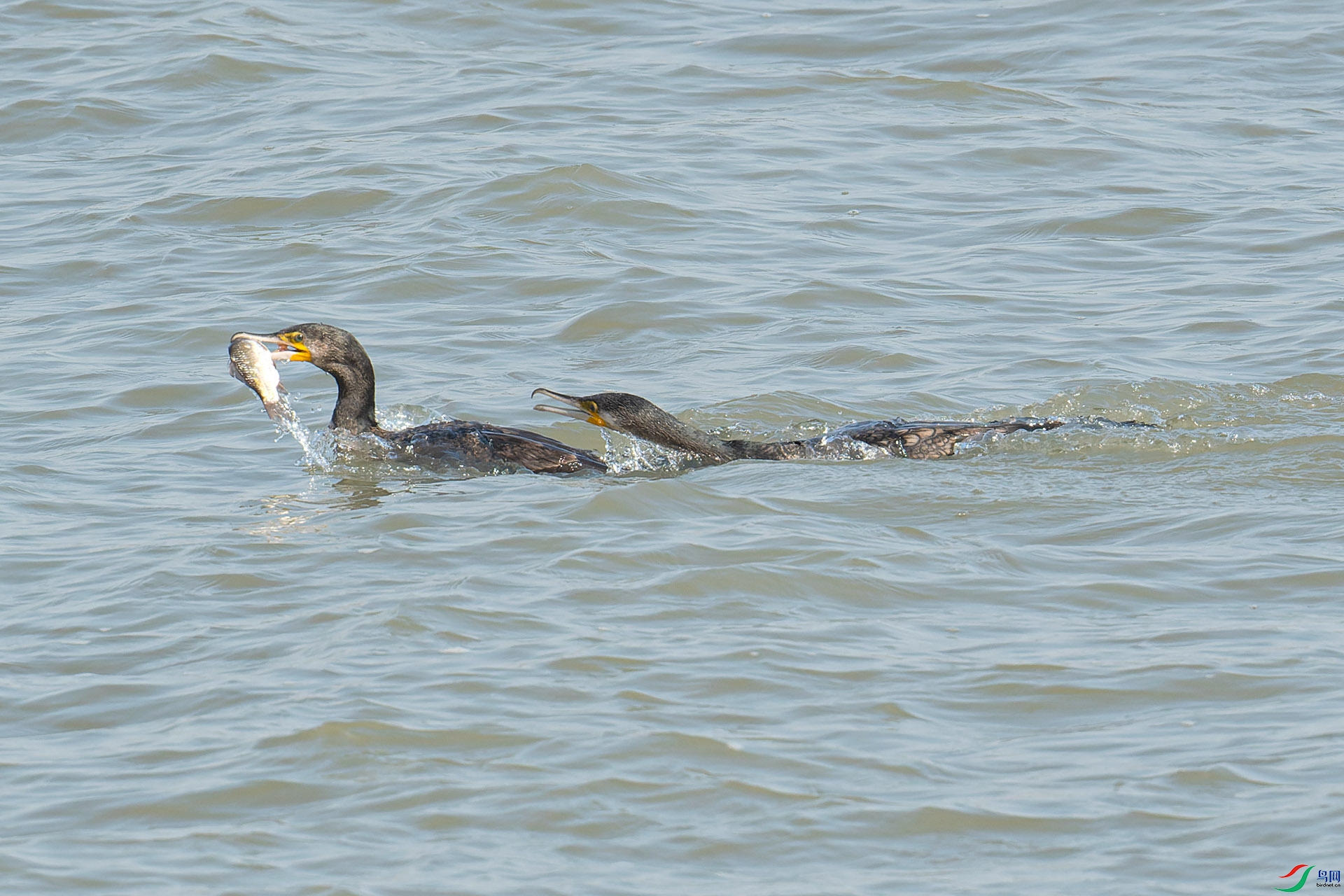 DSC_2456-1.jpg