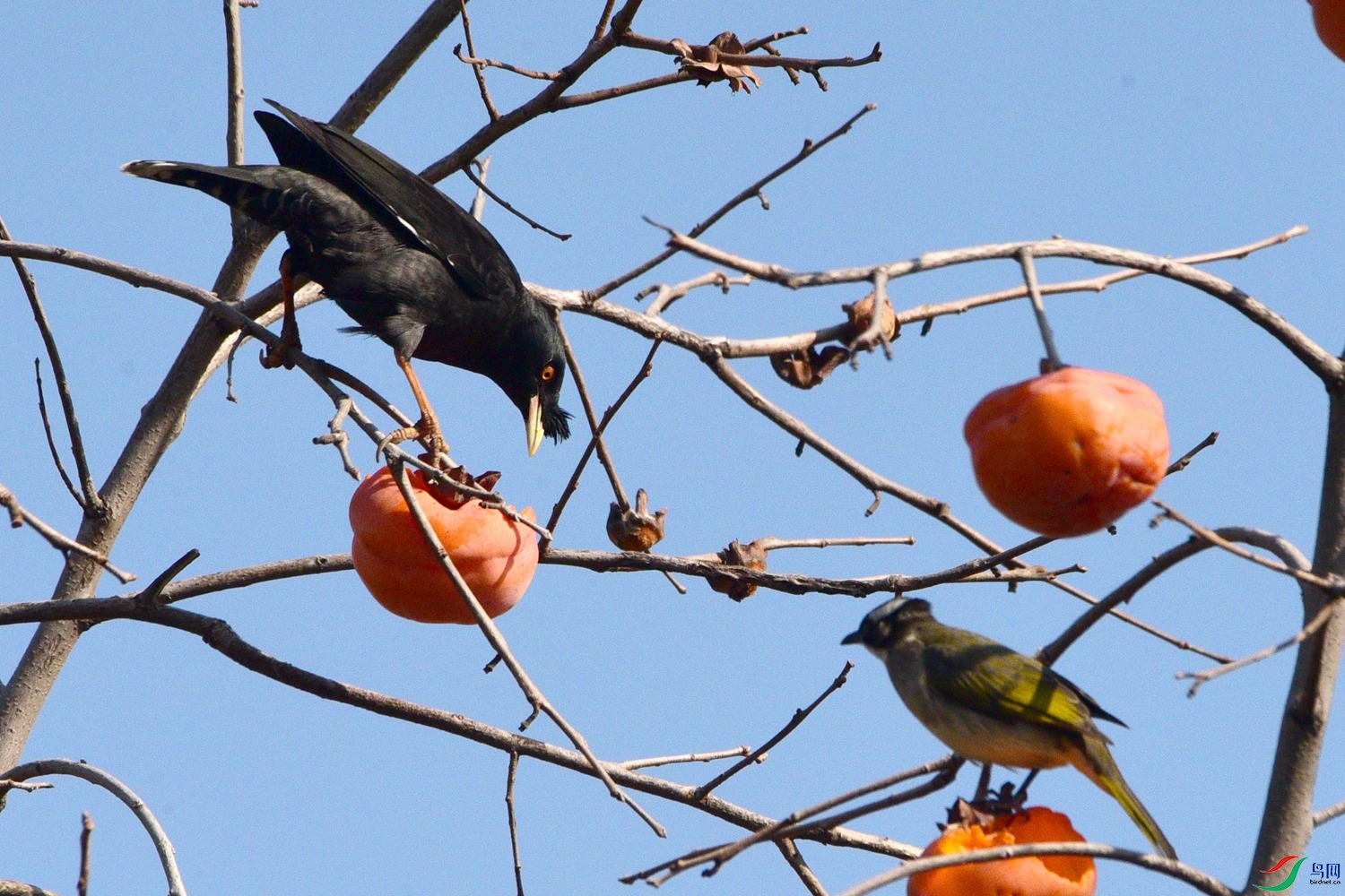 DSC_0625.JPG