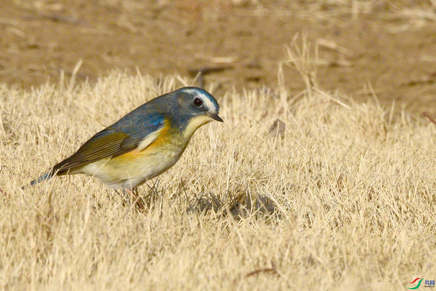 DSC_1560.JPG