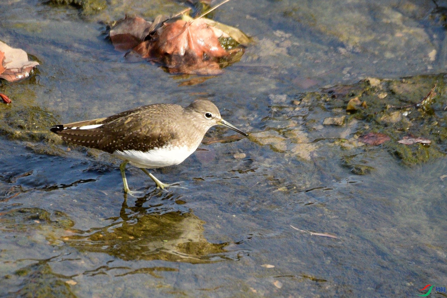 DSC_2867.JPG