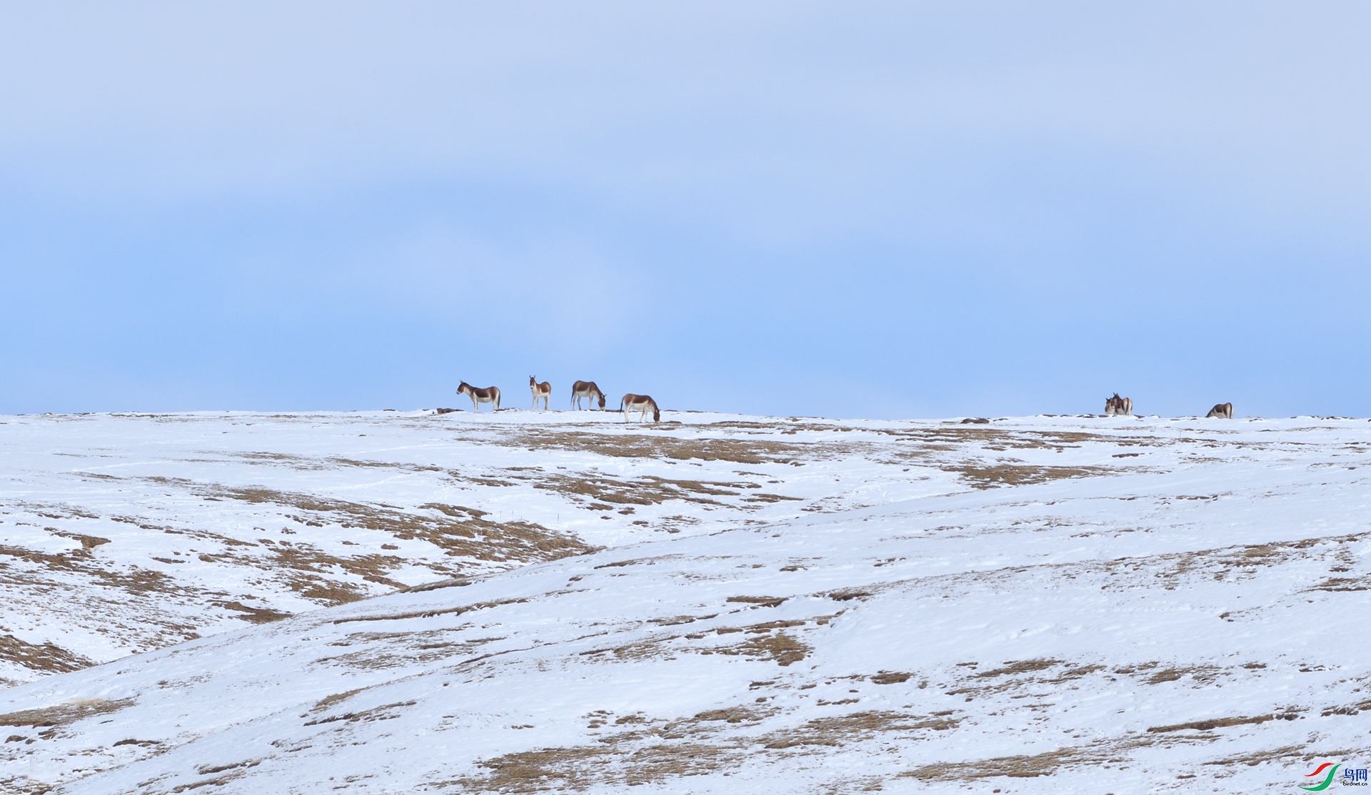 DSC_6727_����.jpg
