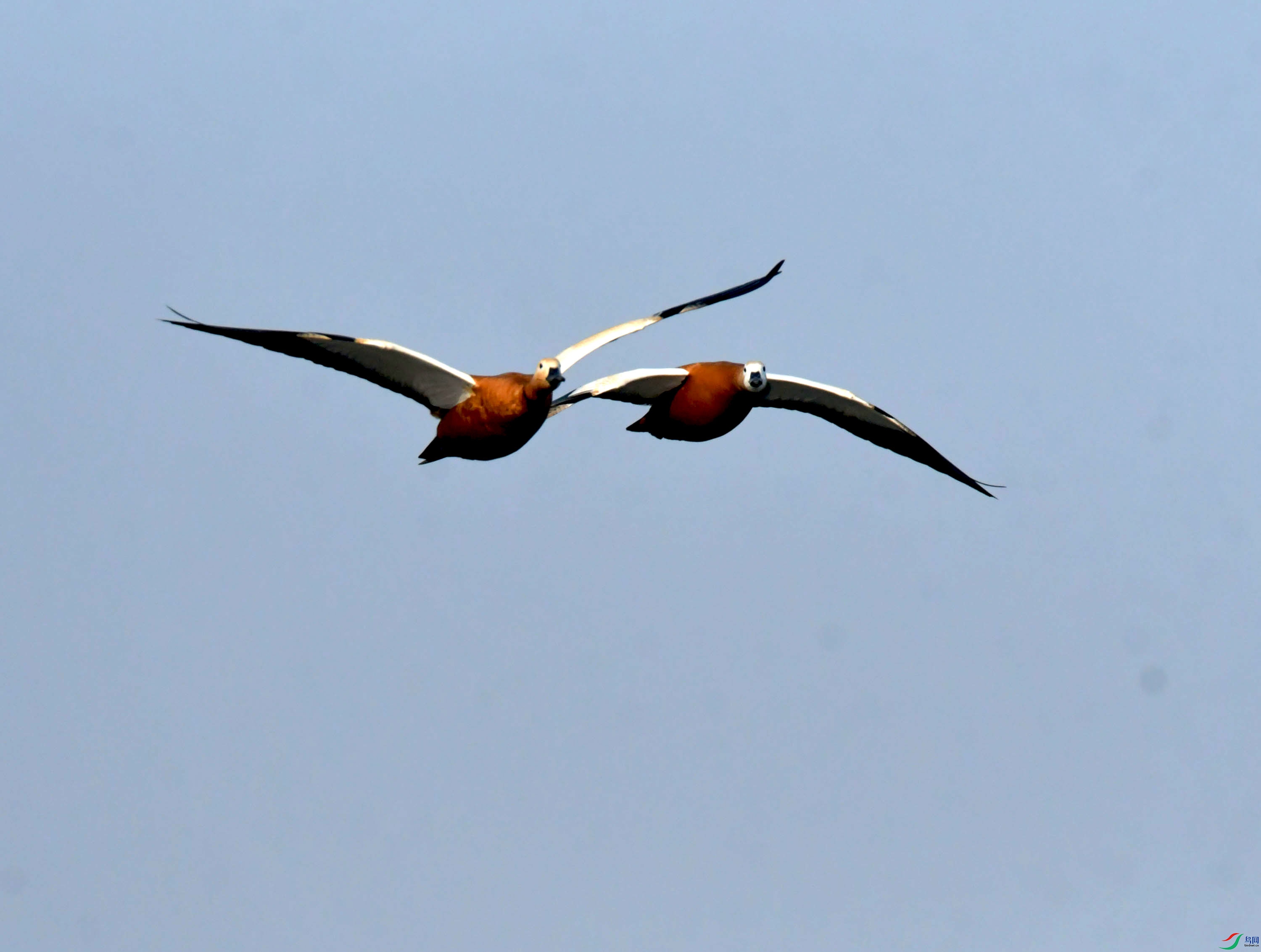 DSC_3230.JPG