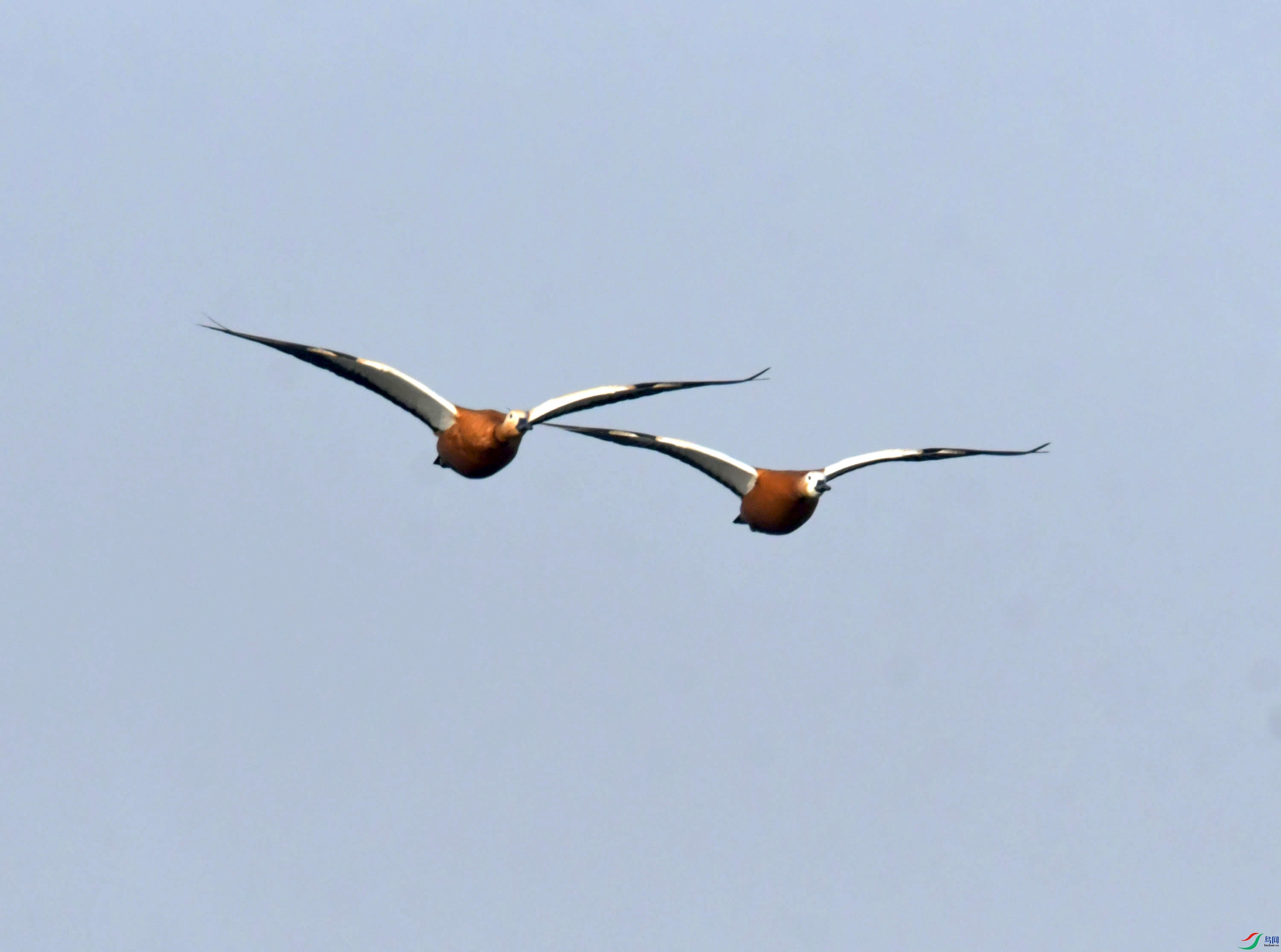 DSC_3226.JPG
