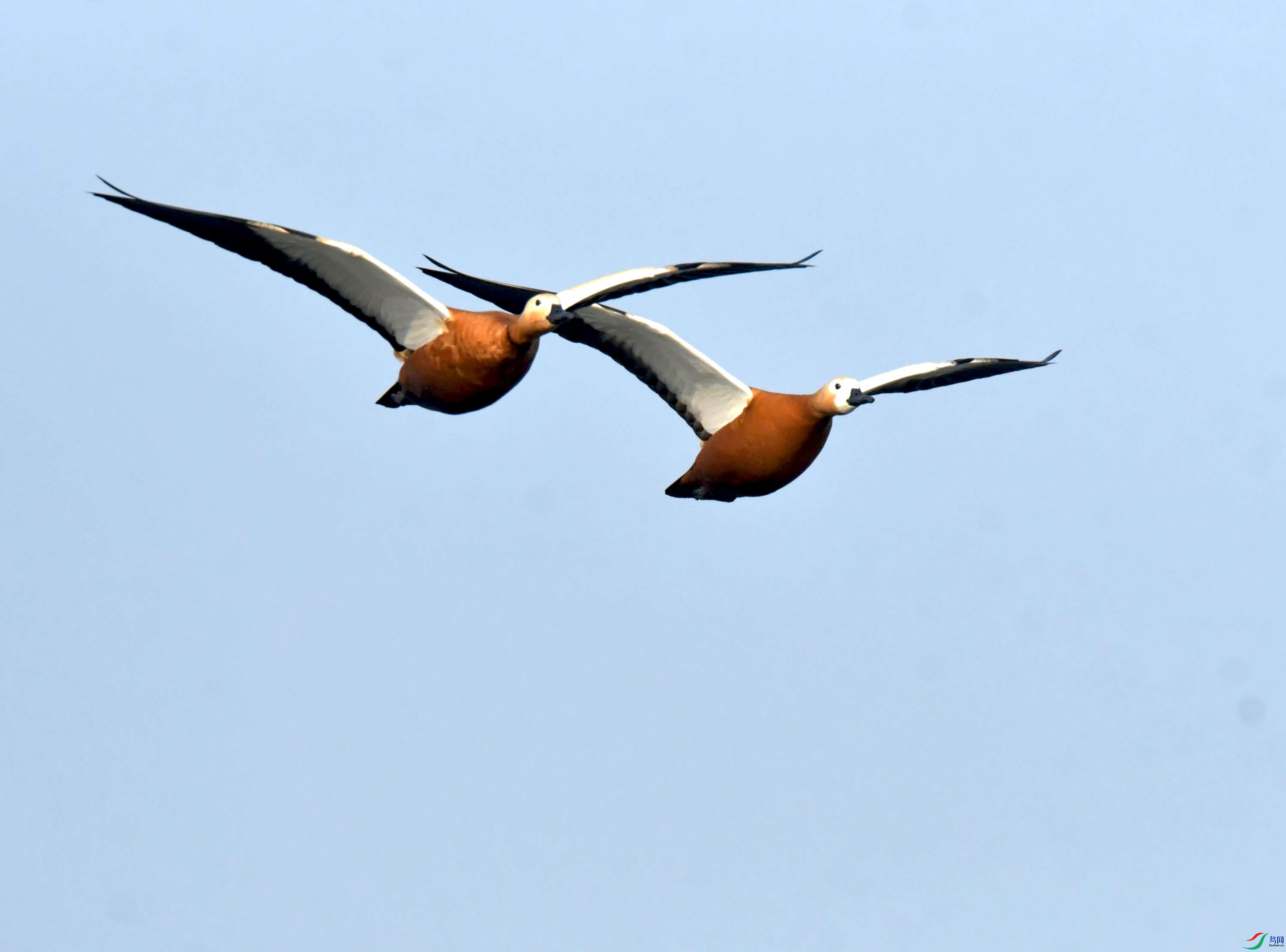 DSC_3233.JPG