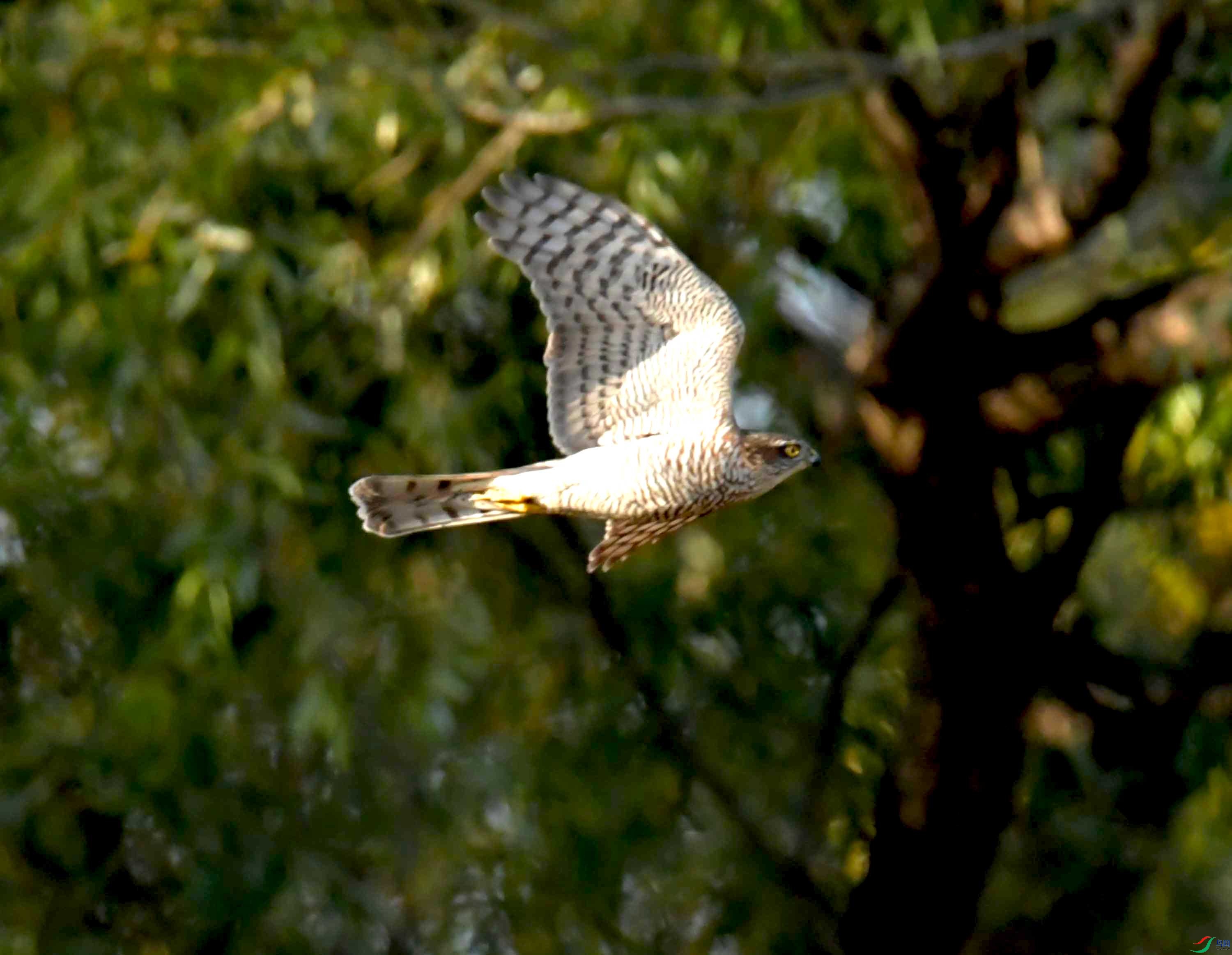 DSC_0693.JPG