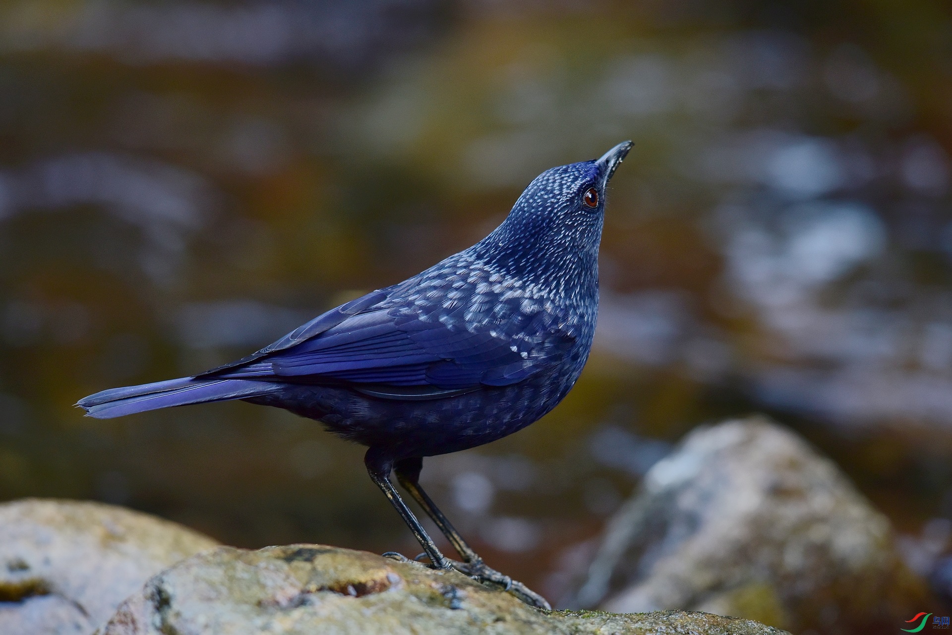 D8I_8107.jpg
