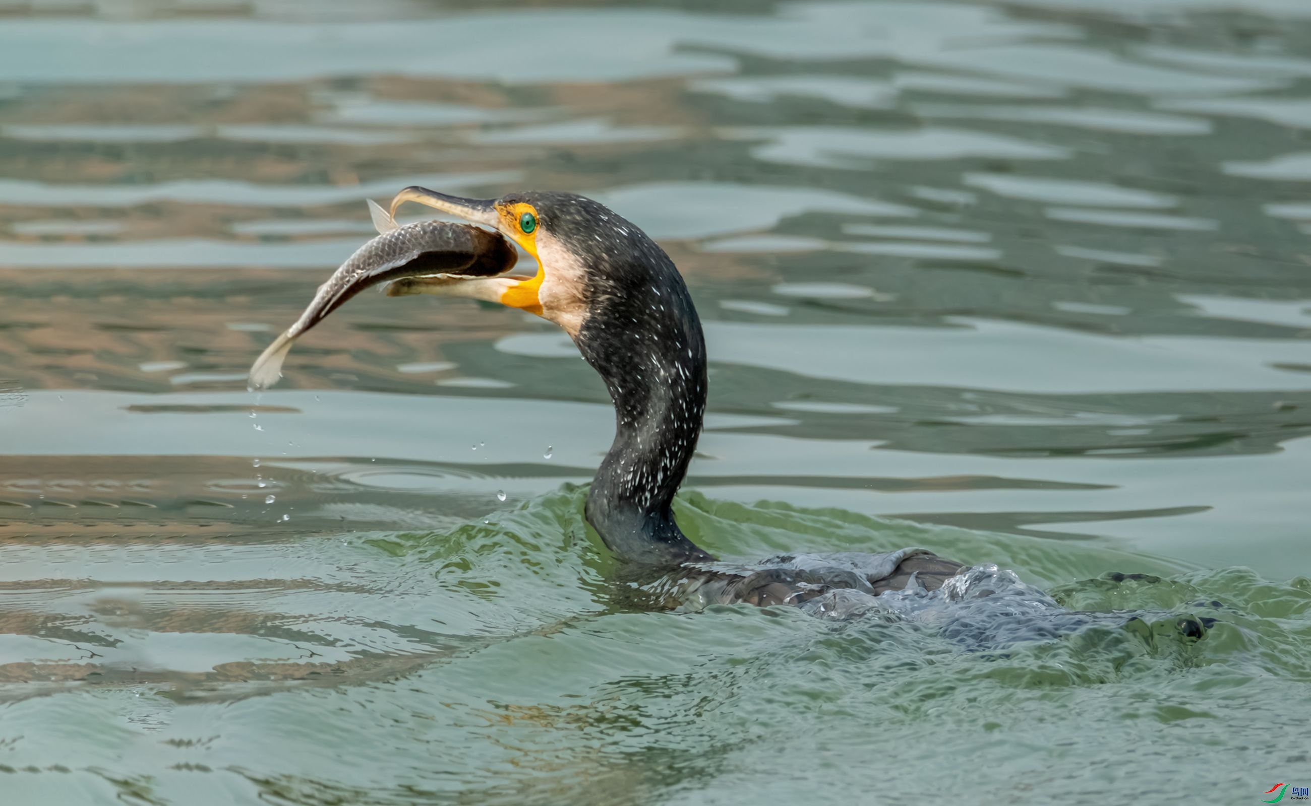 ��ͷ䴙䴘����