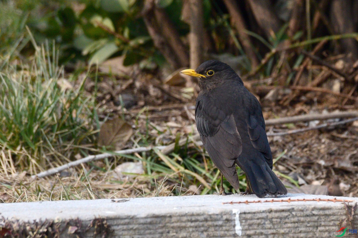 DSC_2536.JPG