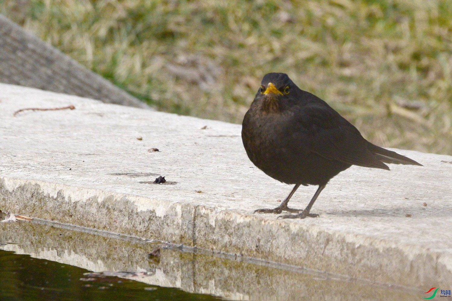 DSC_2527.JPG