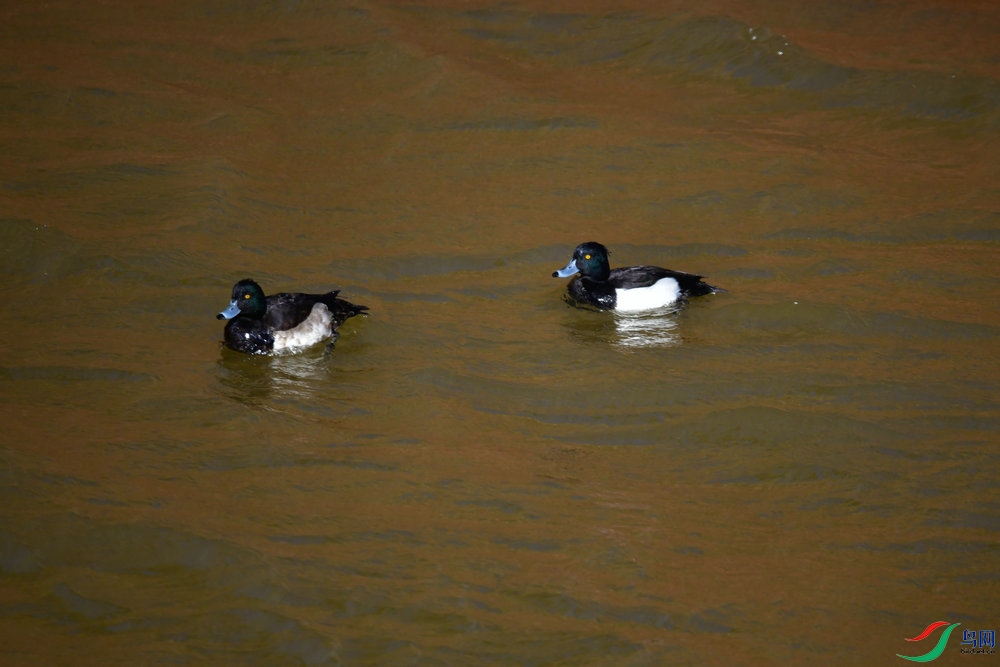 DSC_3628_����.JPG