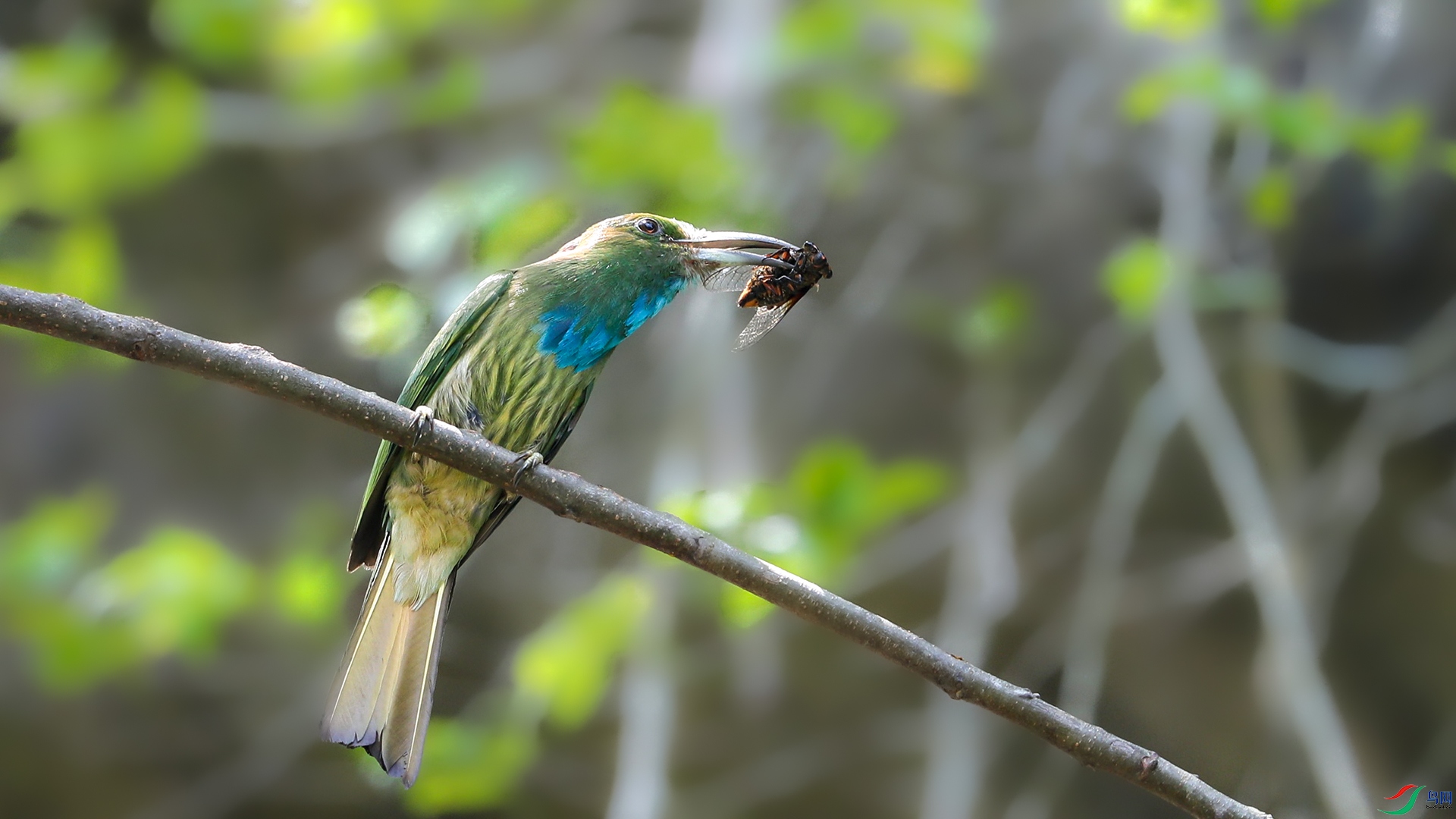 ����ҹ�仢