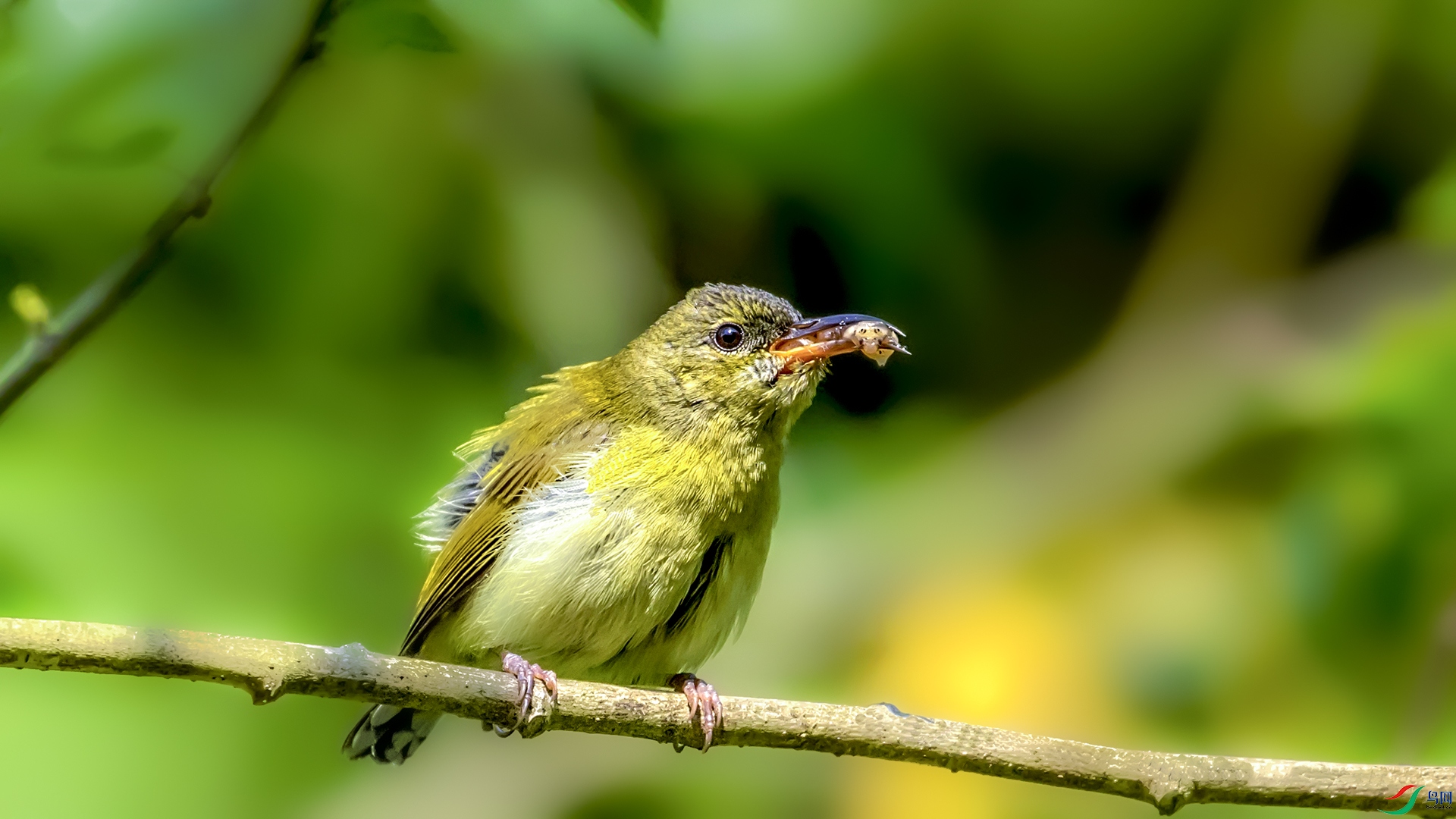 ����̫����