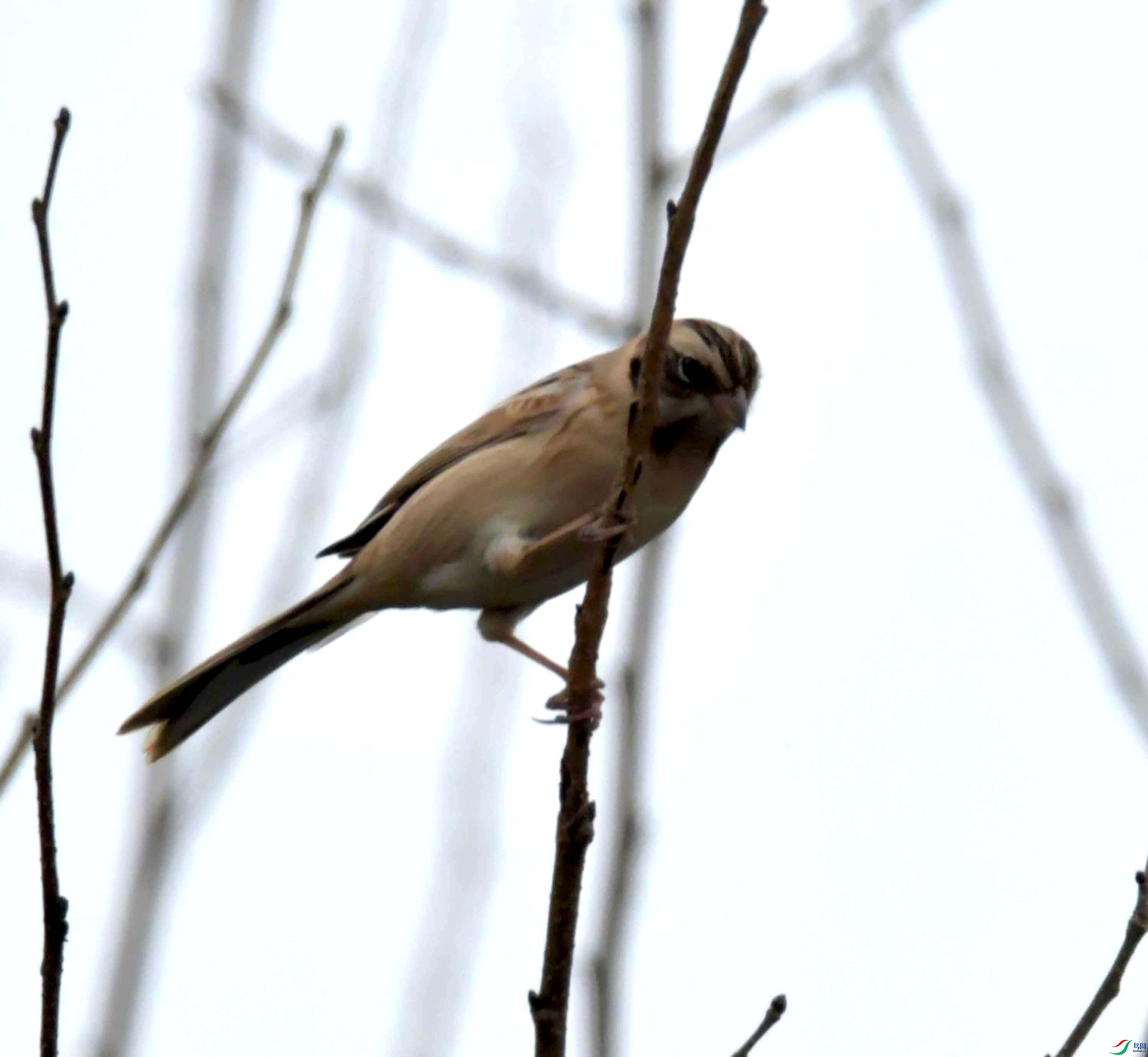 DSC_5433.JPG