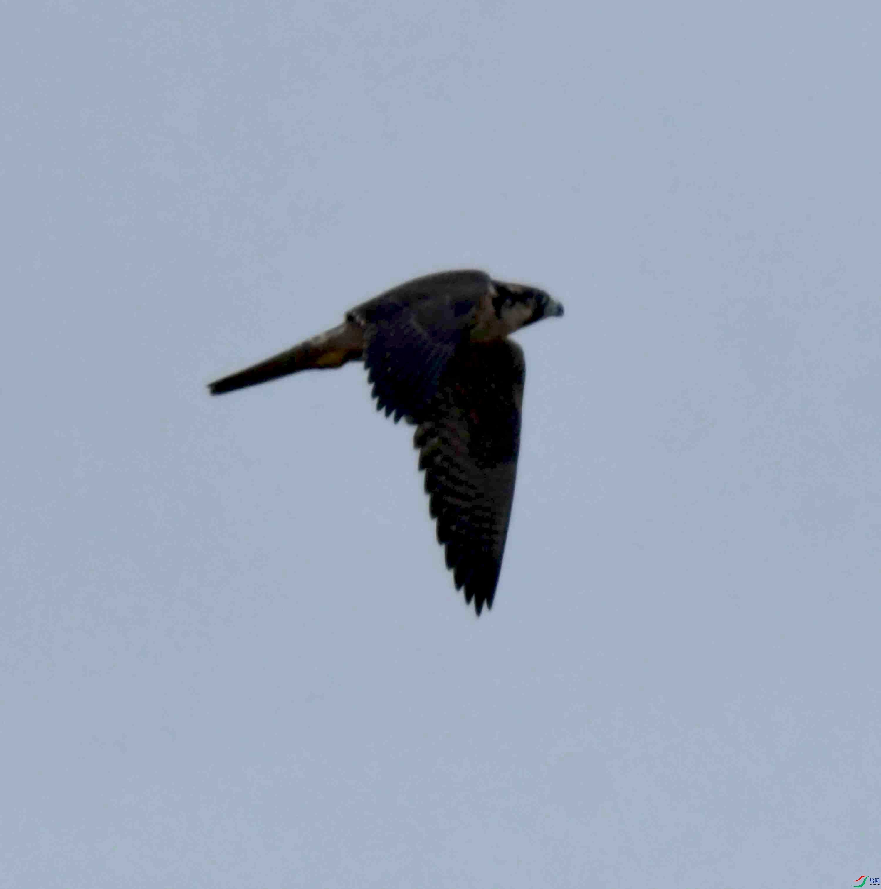 DSC_2619.JPG