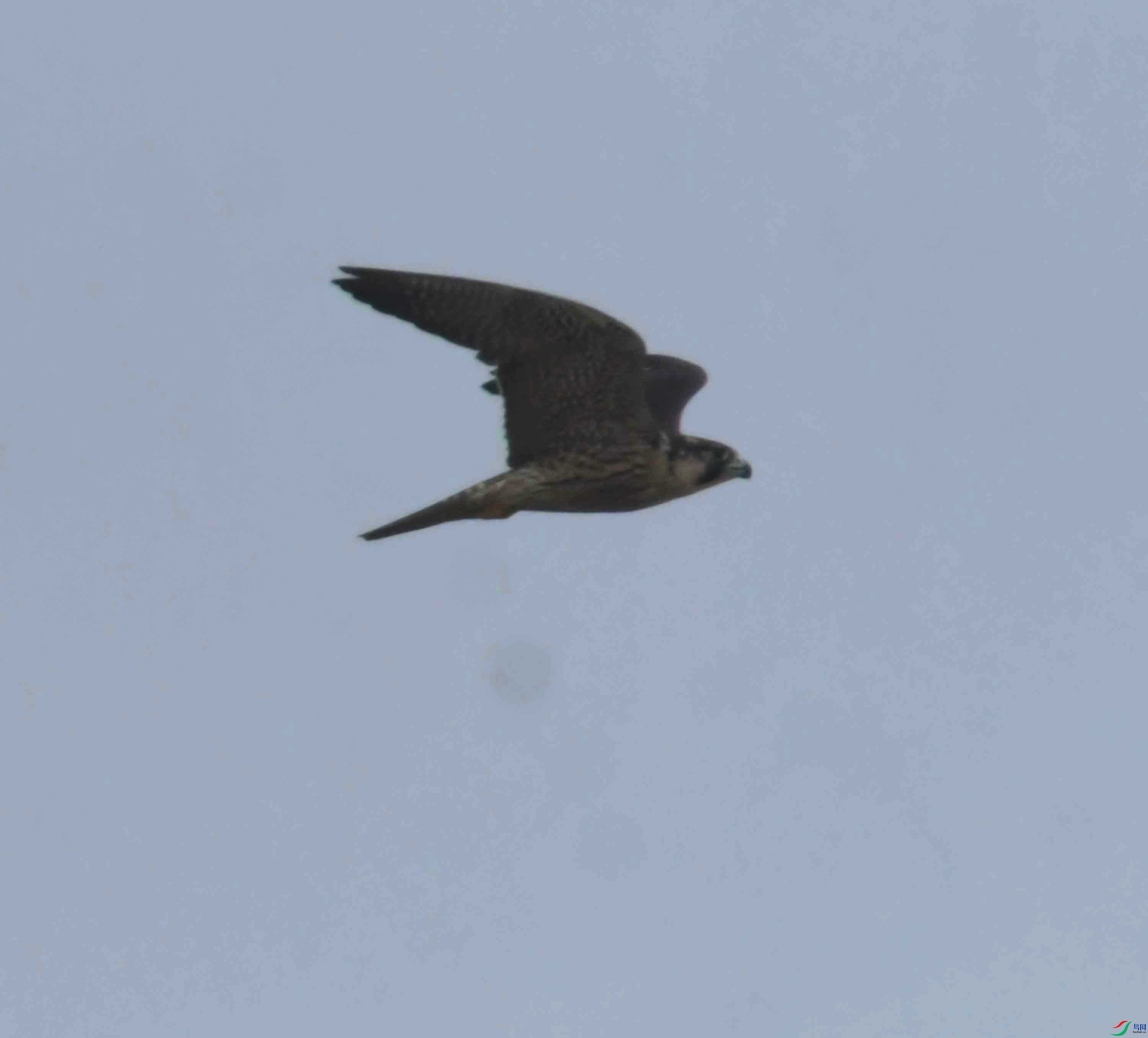 DSC_2612.JPG