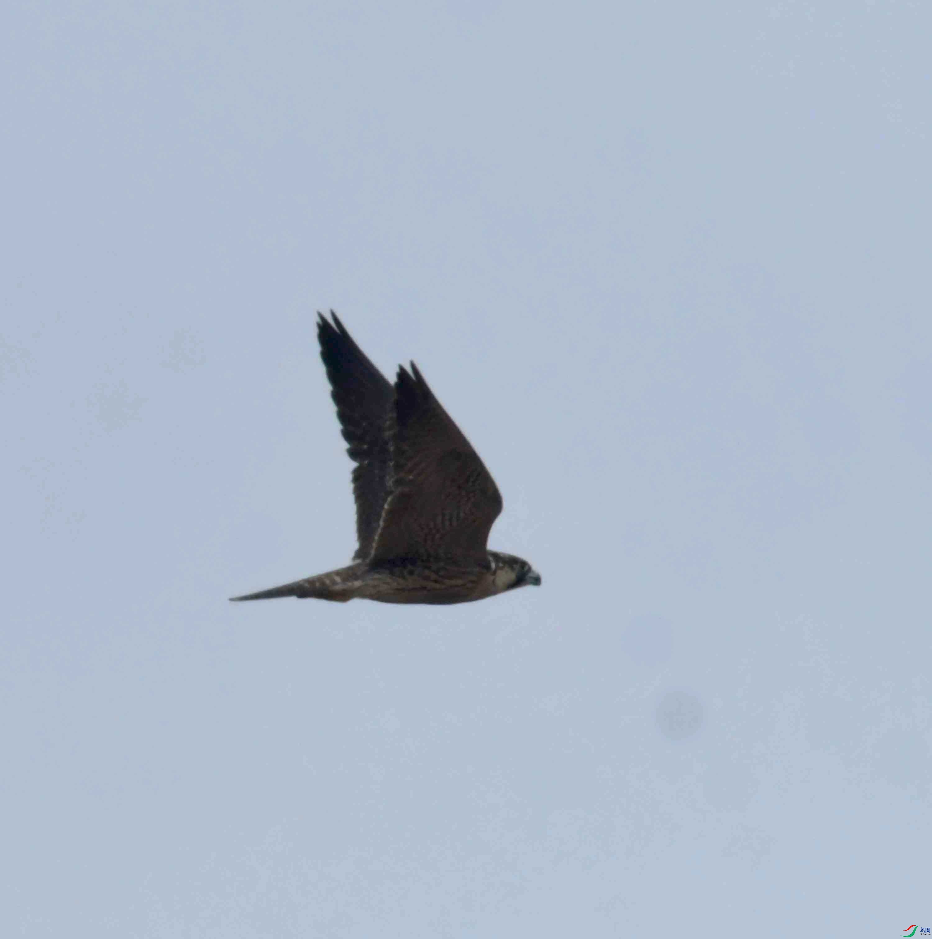 DSC_2621.JPG