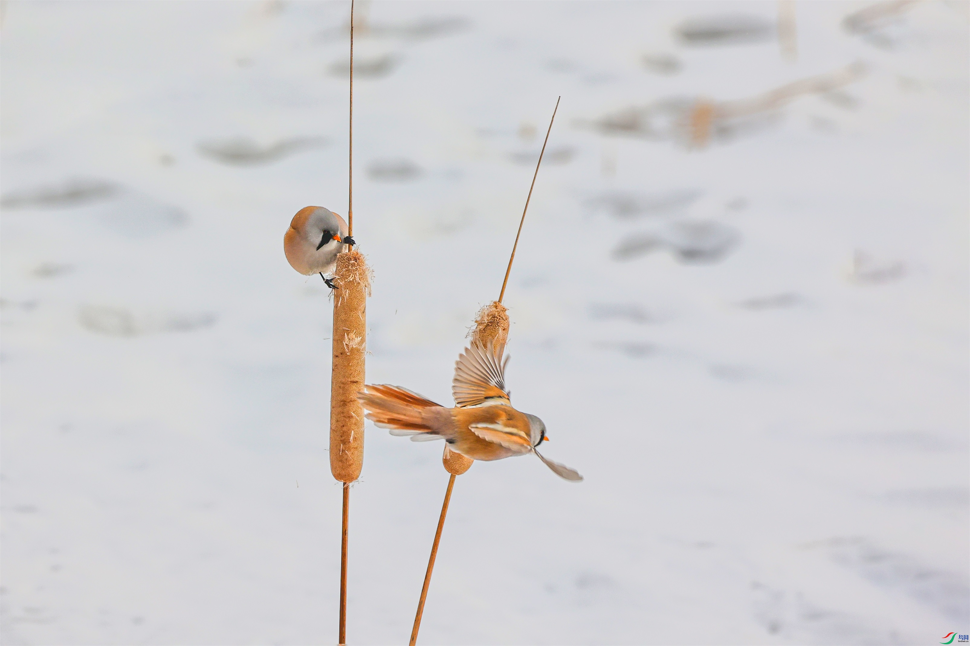 1K3A5929 ����1.jpg