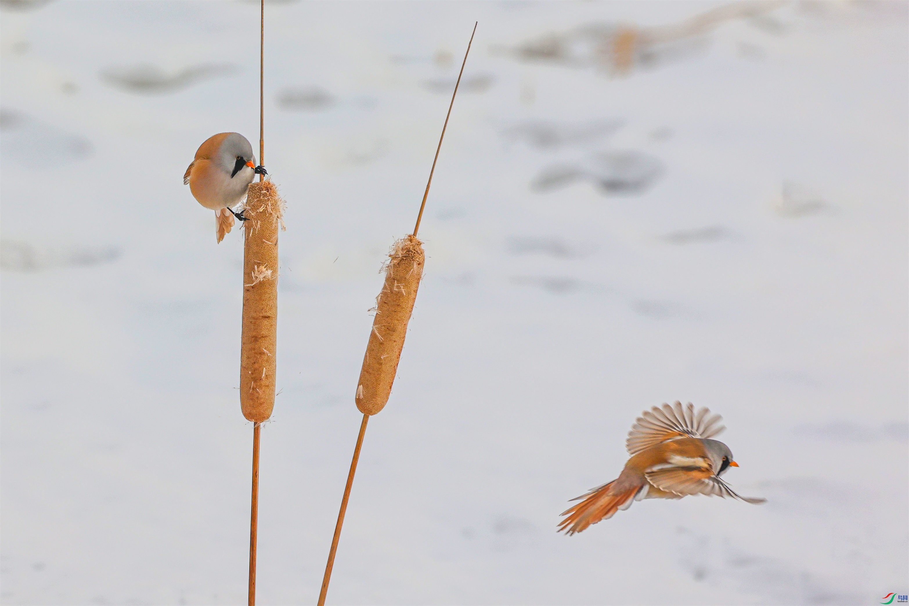 1K3A5930 ����1.jpg