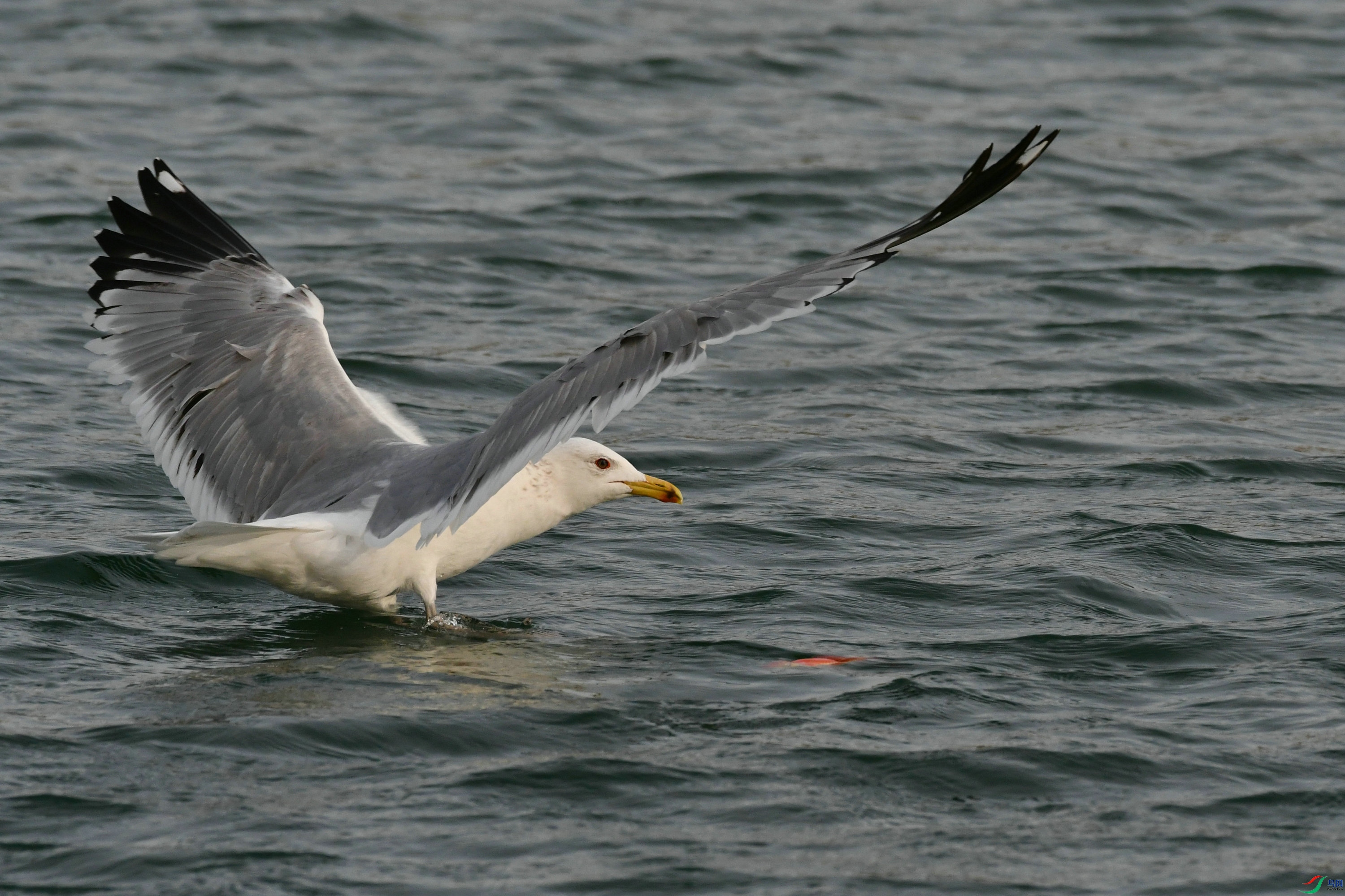 DSC_1232.JPG