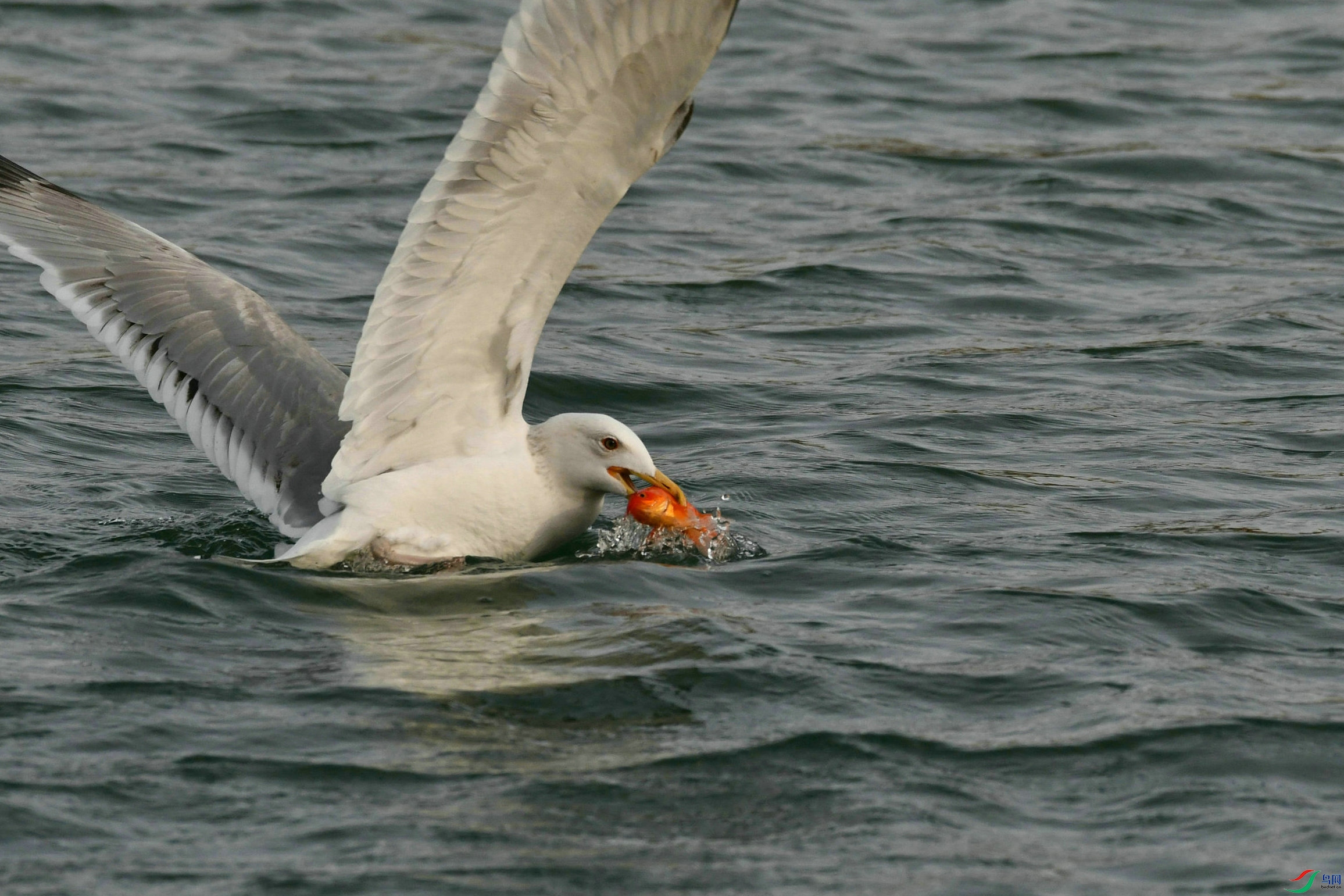 DSC_1244.JPG