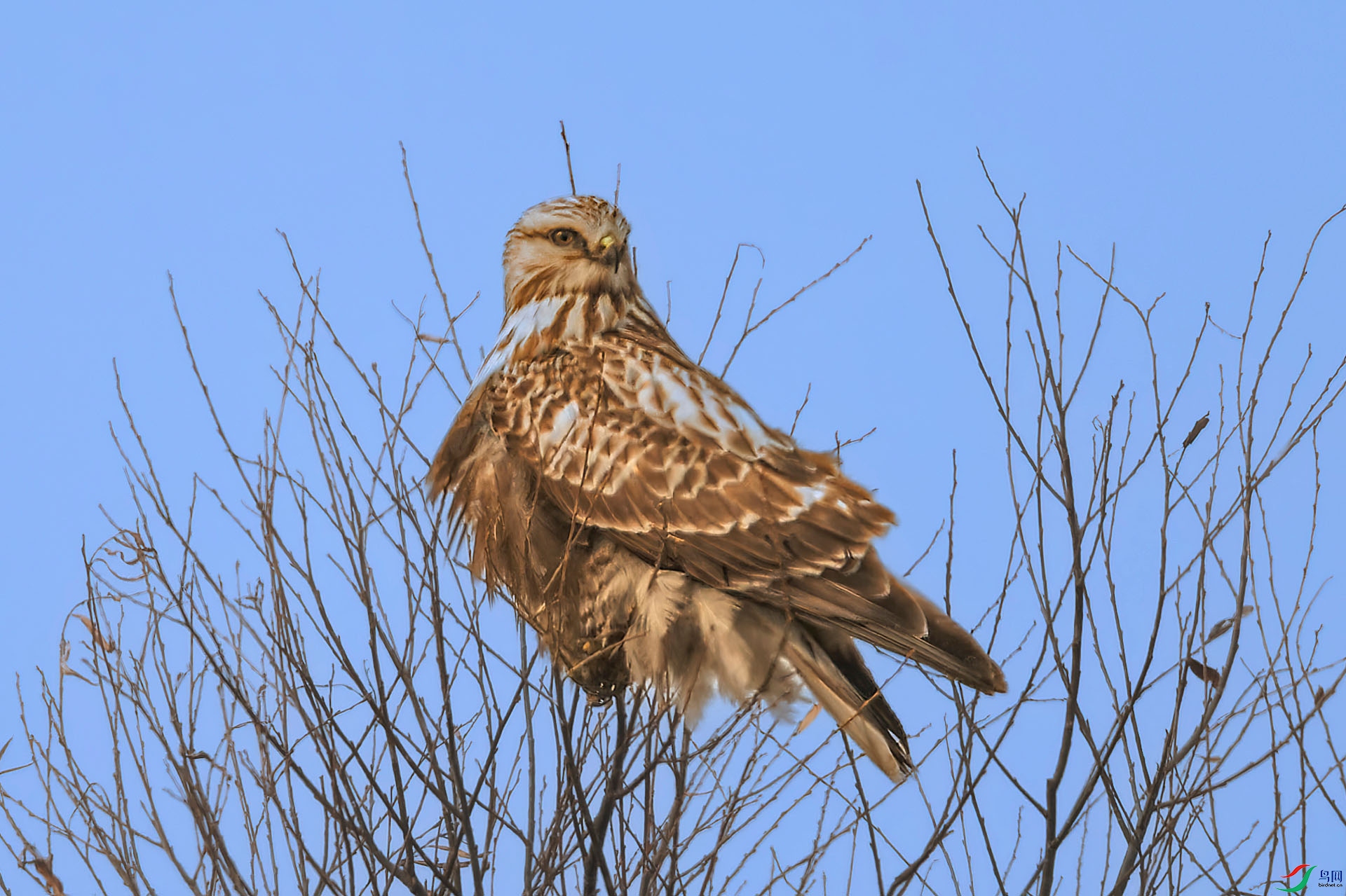 _NAO3854_DxO-gigapixel.jpg