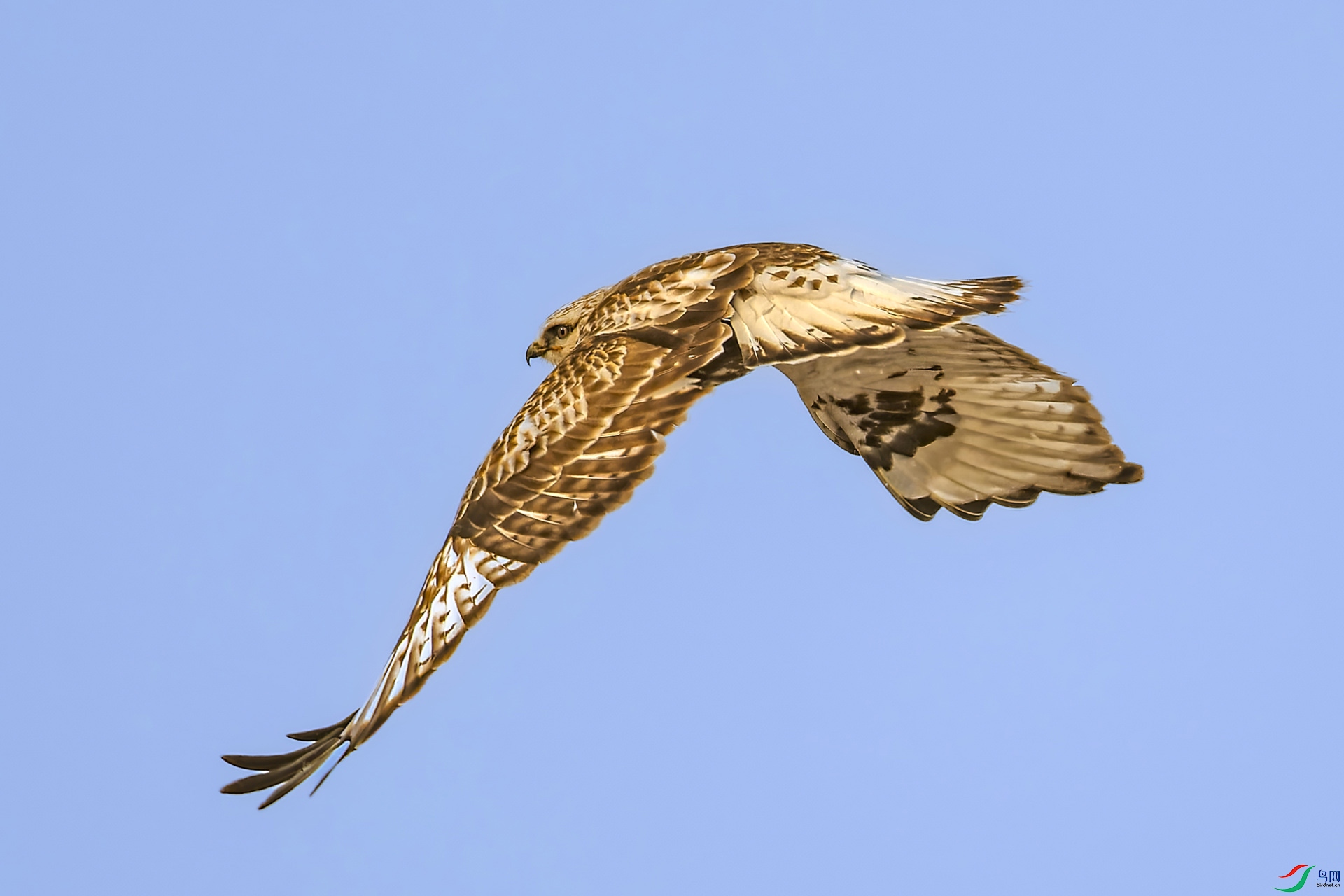 _NAO3889_DxO-gigapixel.jpg