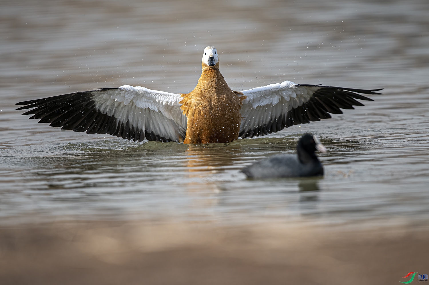 _DSC3967 - ����.jpg