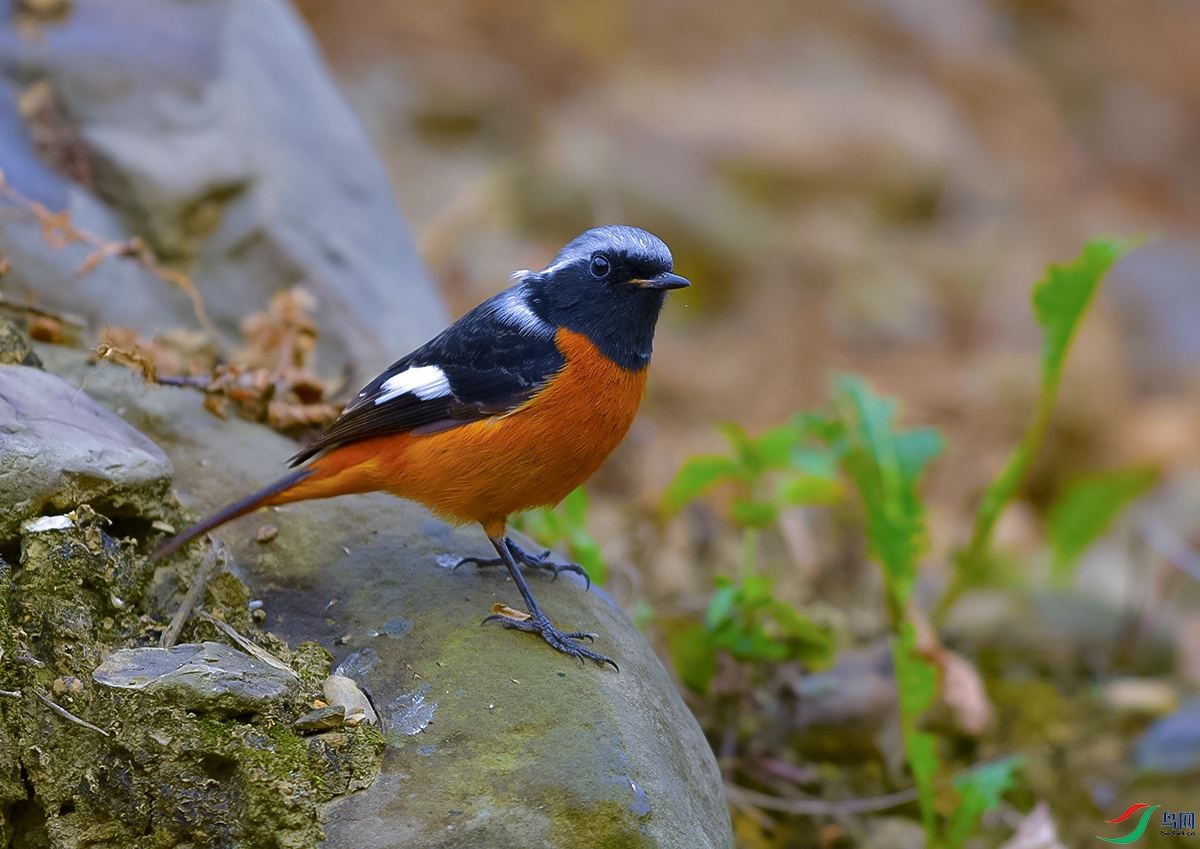 DSC_0832.JPG