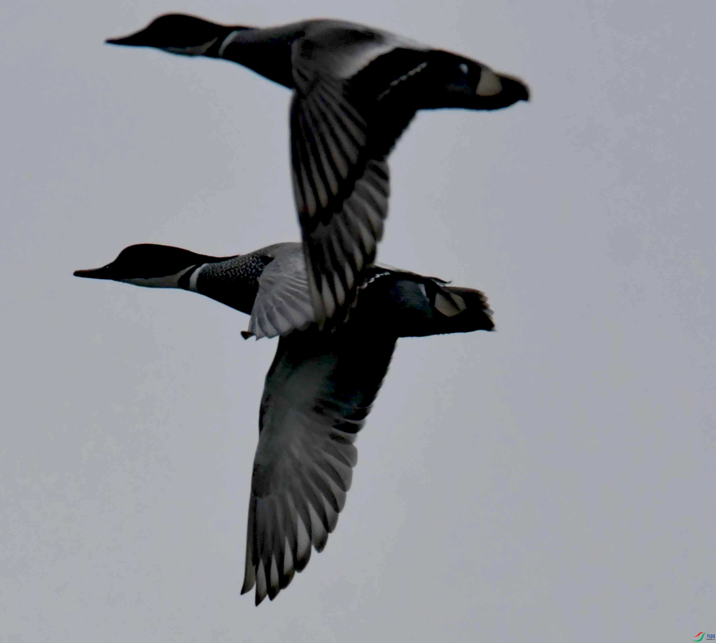 DSC_3685.JPG