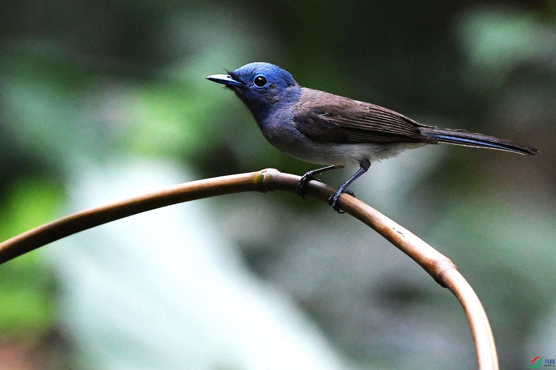 NIKON D5001304_����.jpg