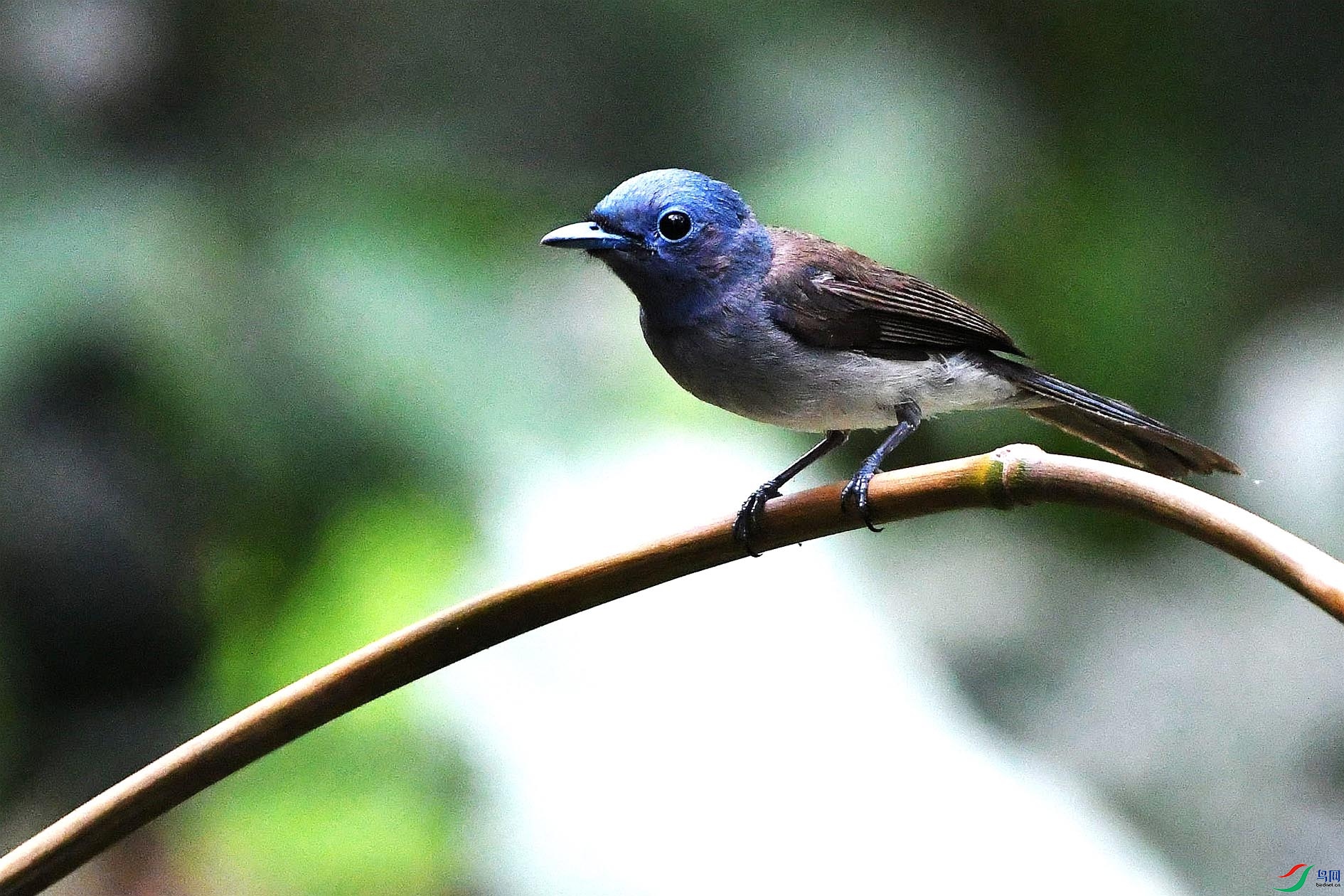 NIKON D5001277_����.jpg