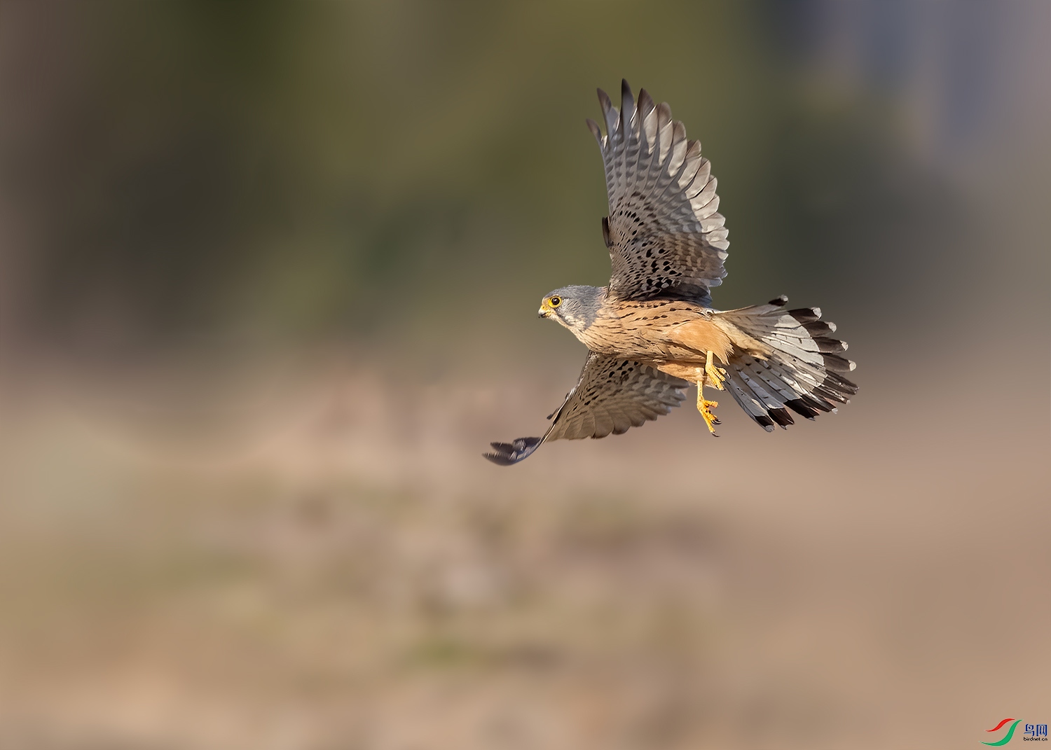 DSC_8018-2.jpg