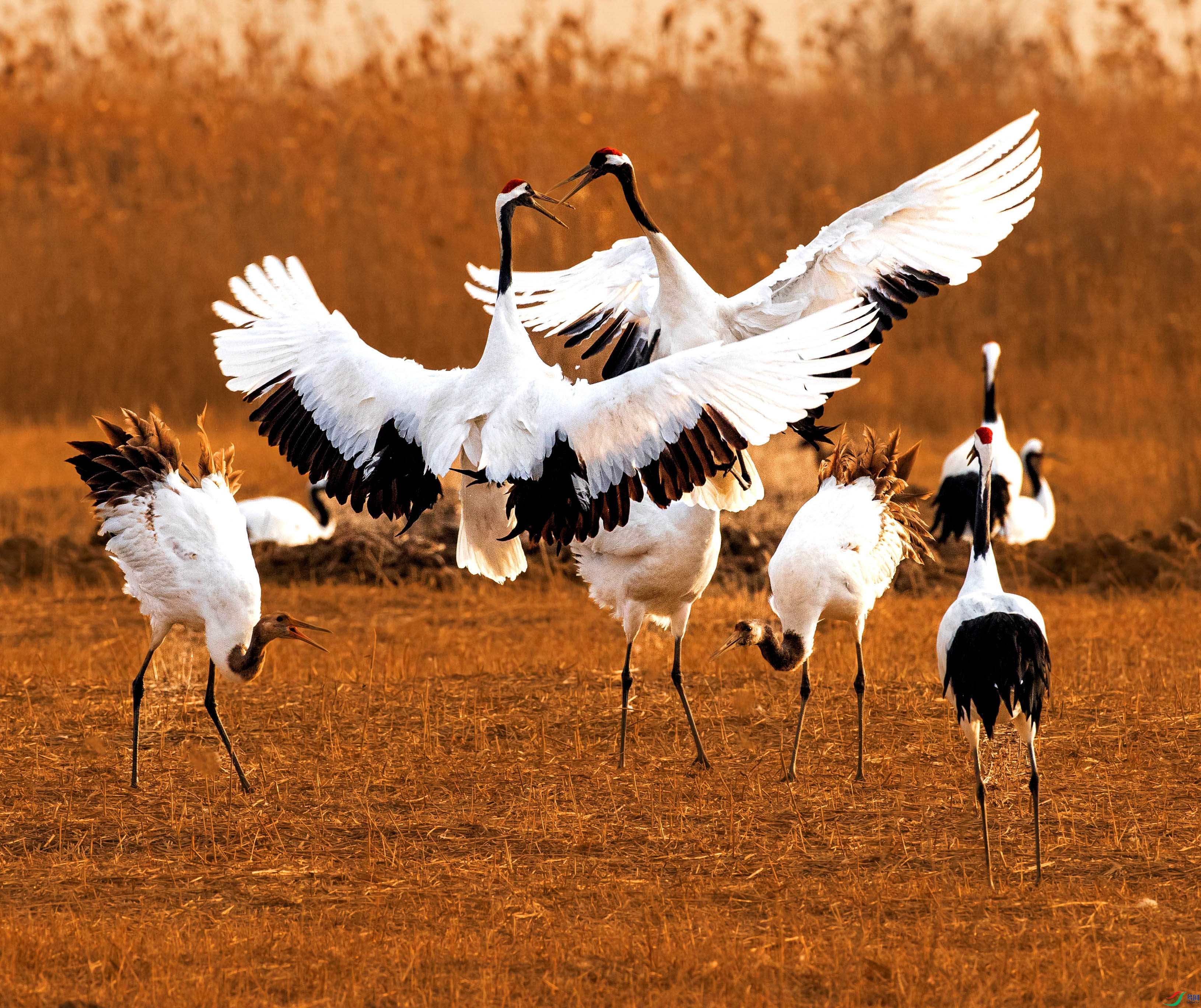 ���Ҷ���