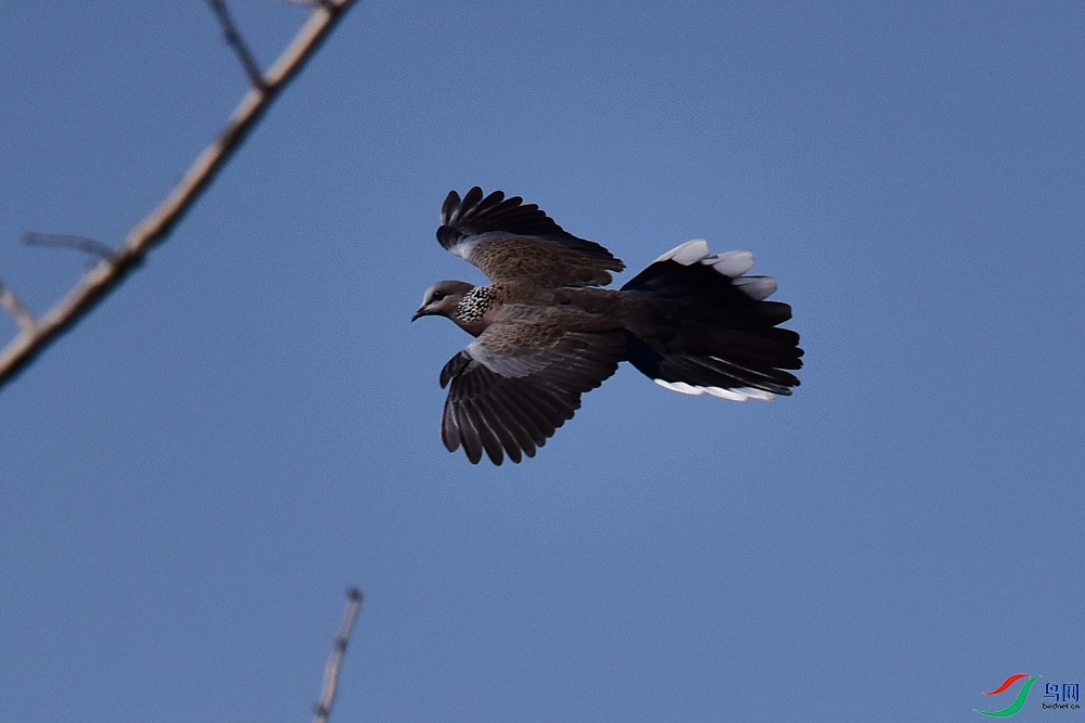 DSC_9992.jpg