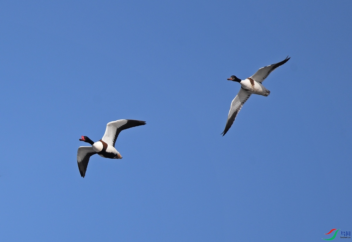 DSC_3206f2.jpg