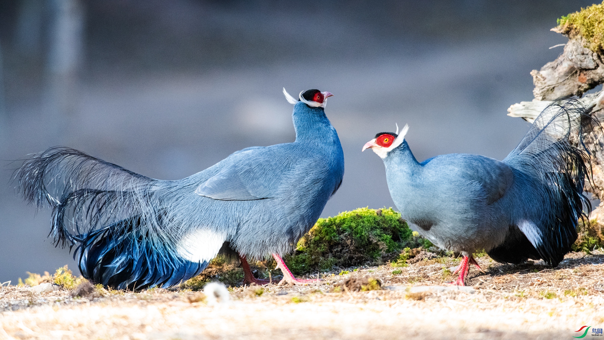 _DSC4364_���� - ����.jpg