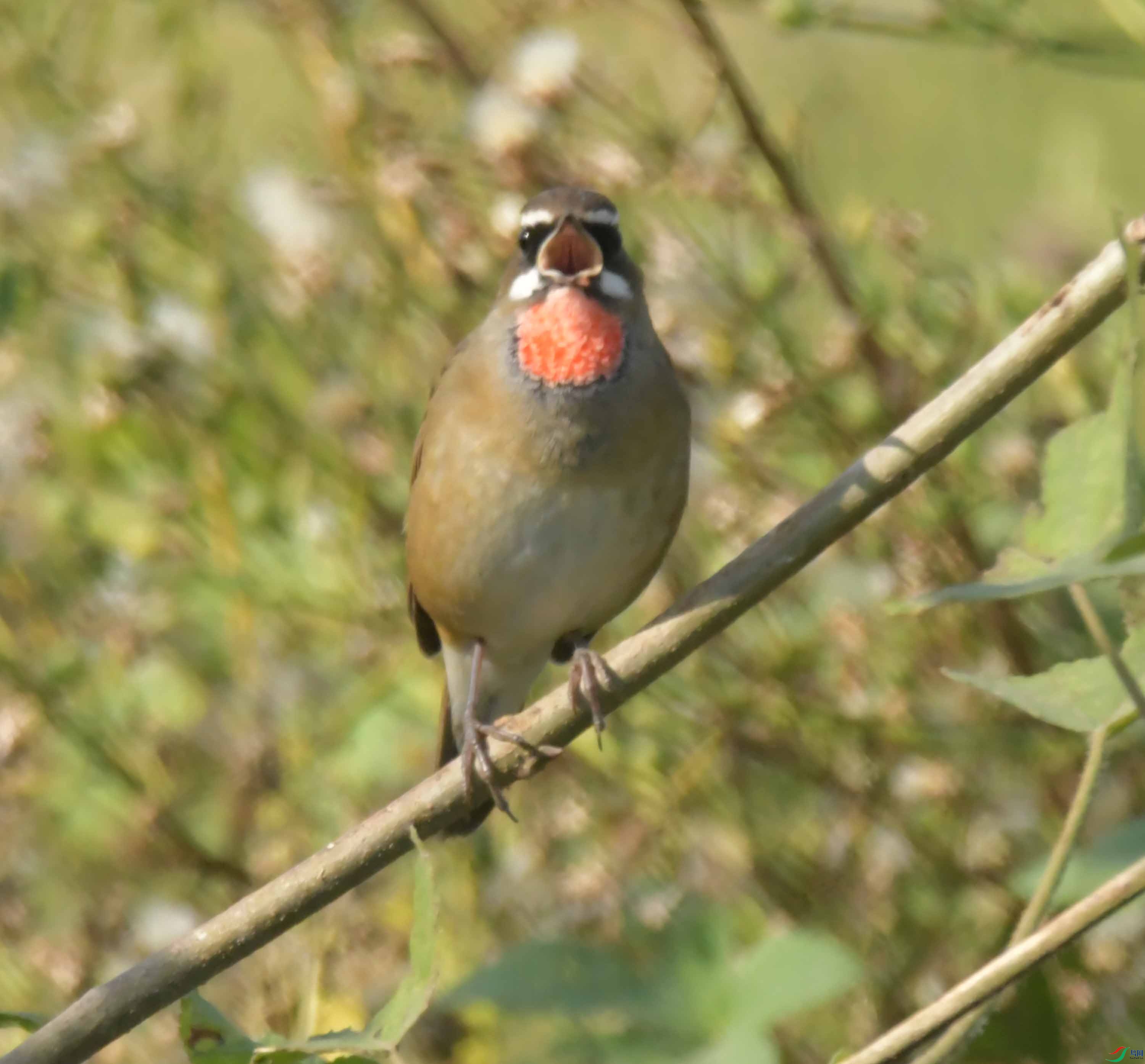 DSC_1525.JPG