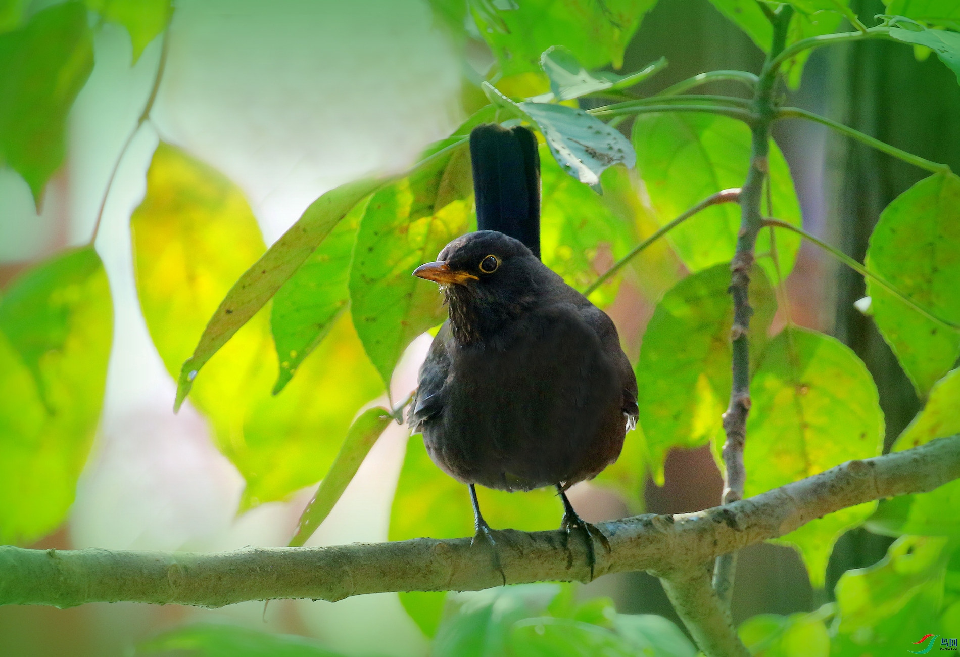 �����̴�