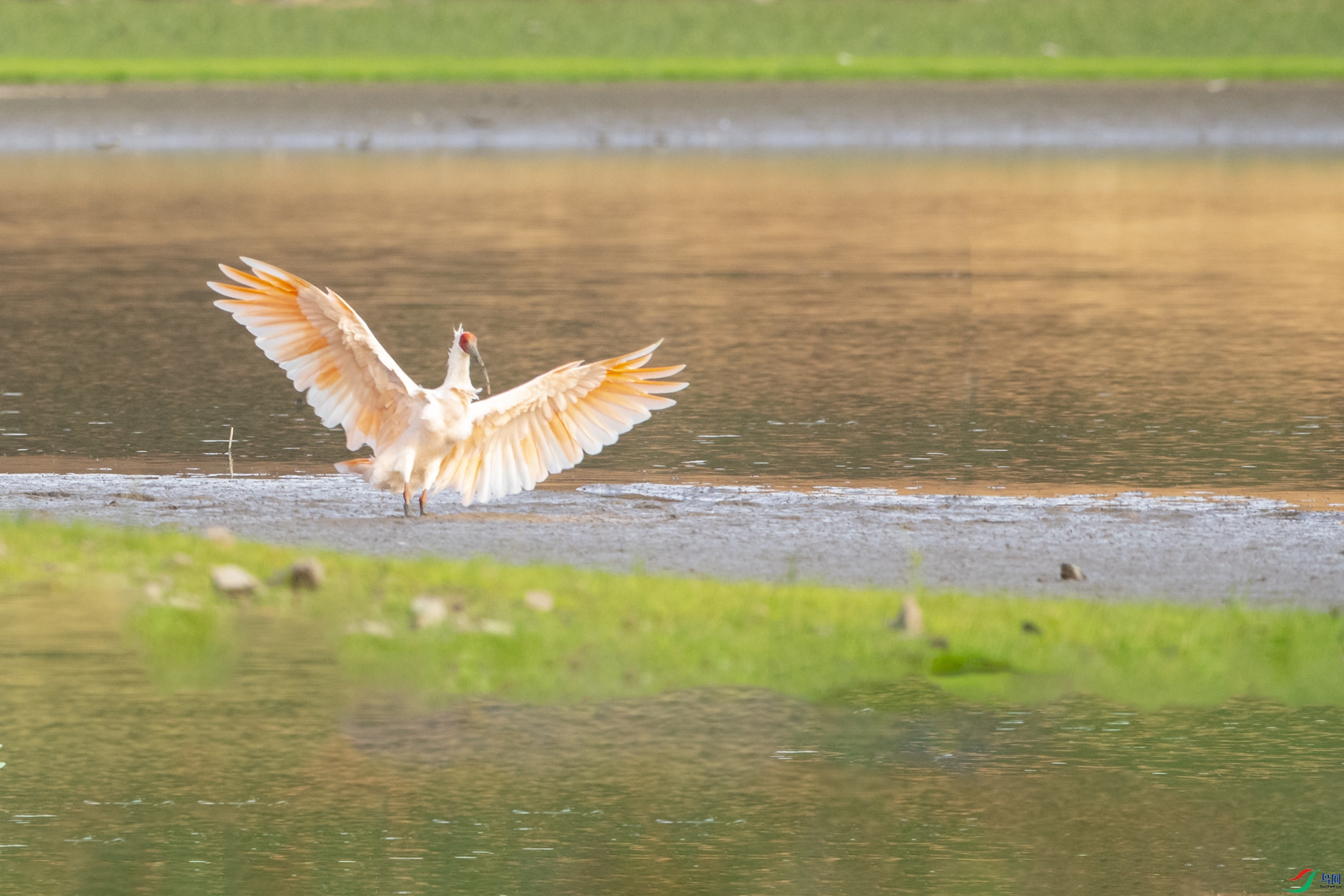 2945 ��������.jpg