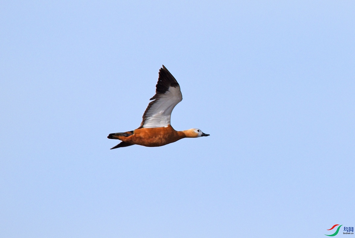 DSC_5262.jpg