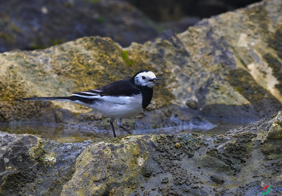 DSC_0827.JPG
