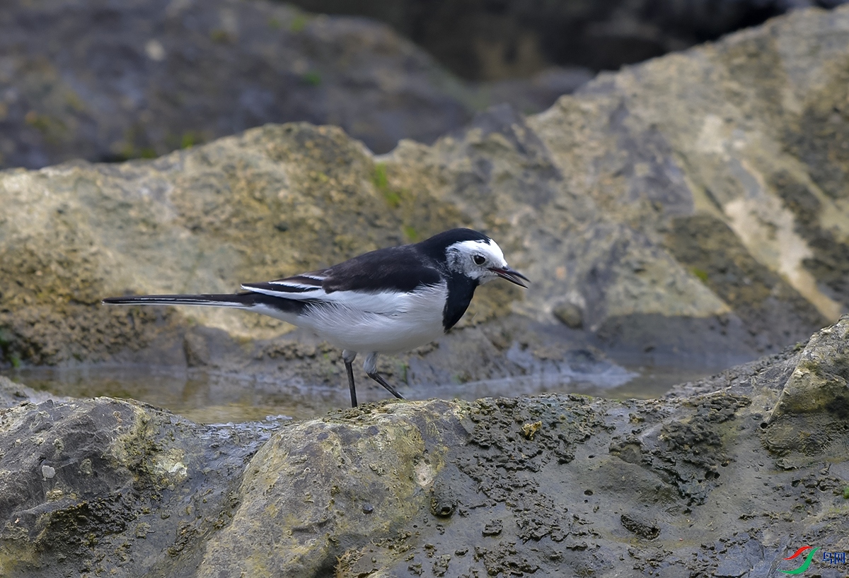 DSC_0830.JPG