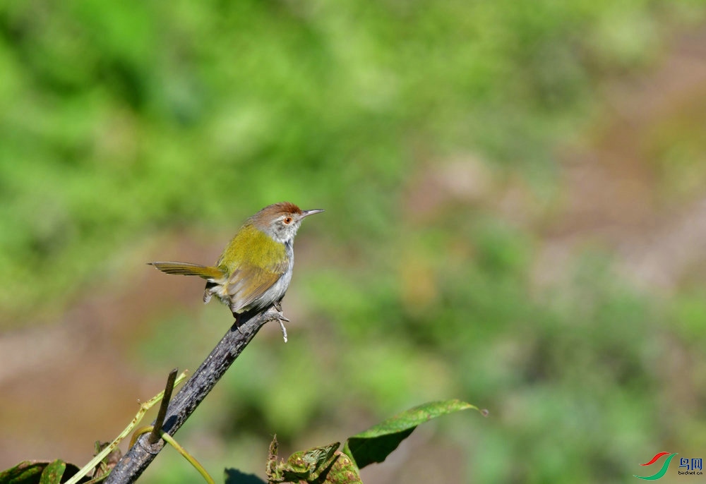 DSC_3768_����.JPG