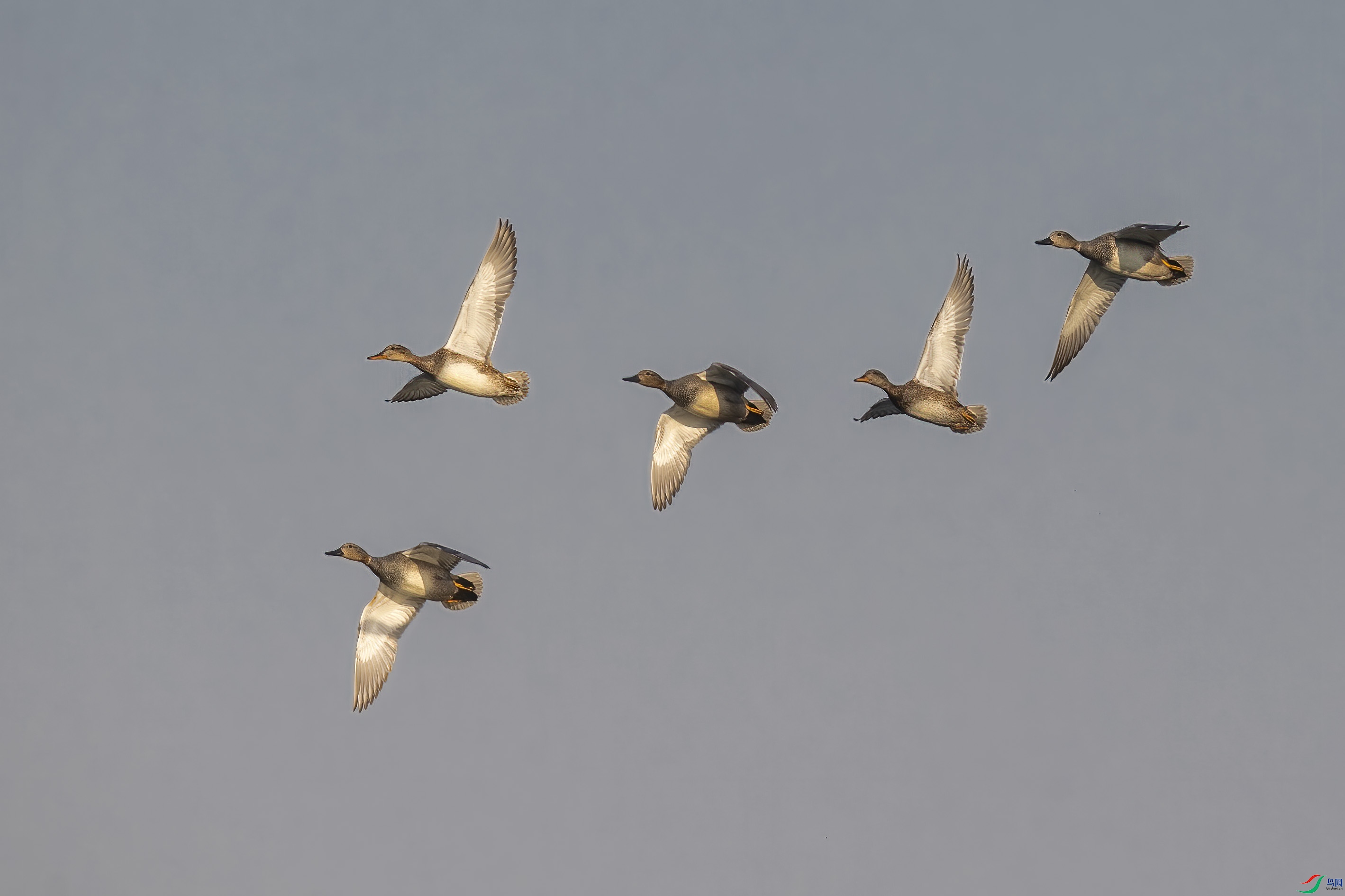 DSC_1752 ����.jpg