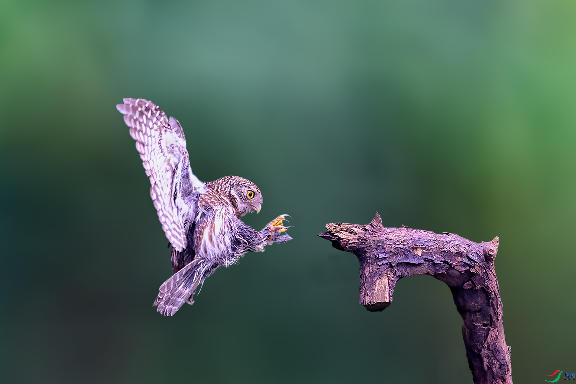 0_DSC0426-NEF_DxO_DeepPRIME.jpg