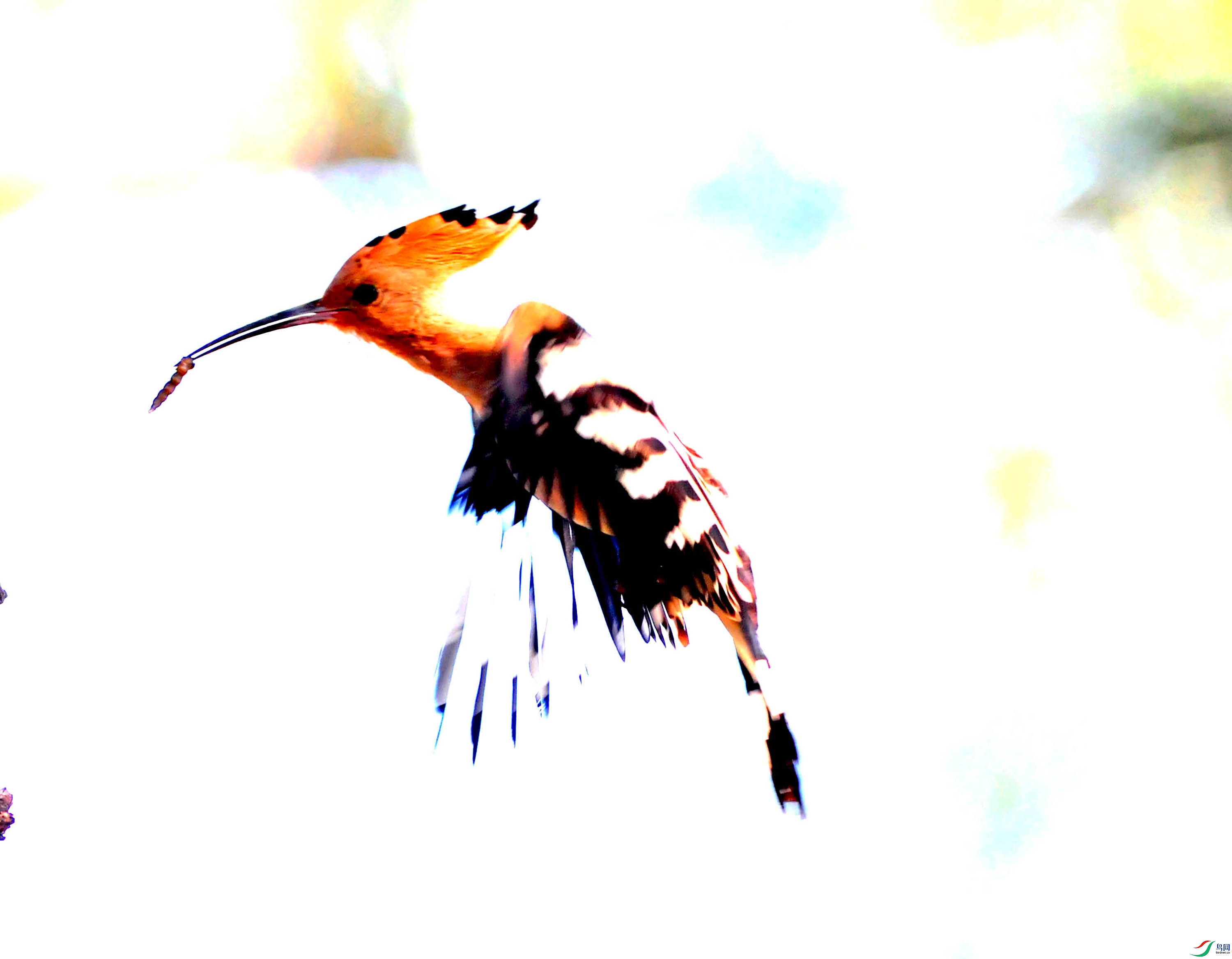 DSC_0734.JPG